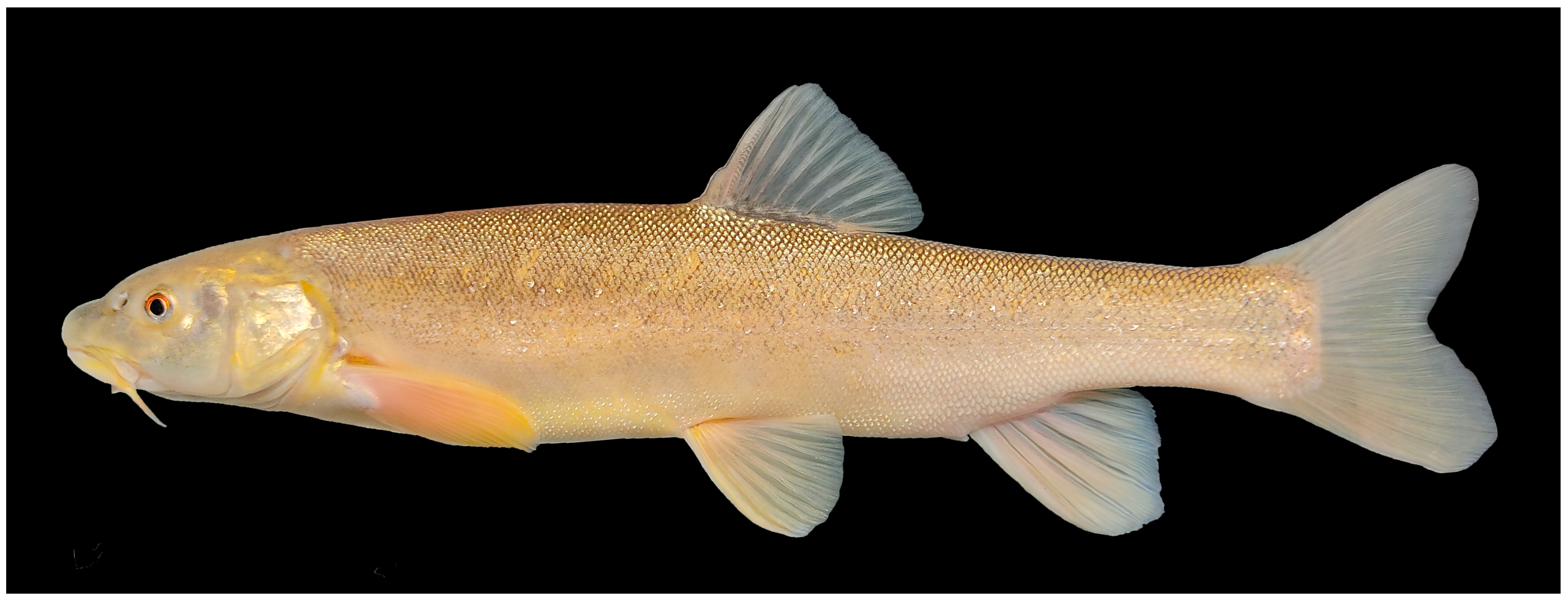 Fishes 09 00094 g001 Fishes 09 00094 g001