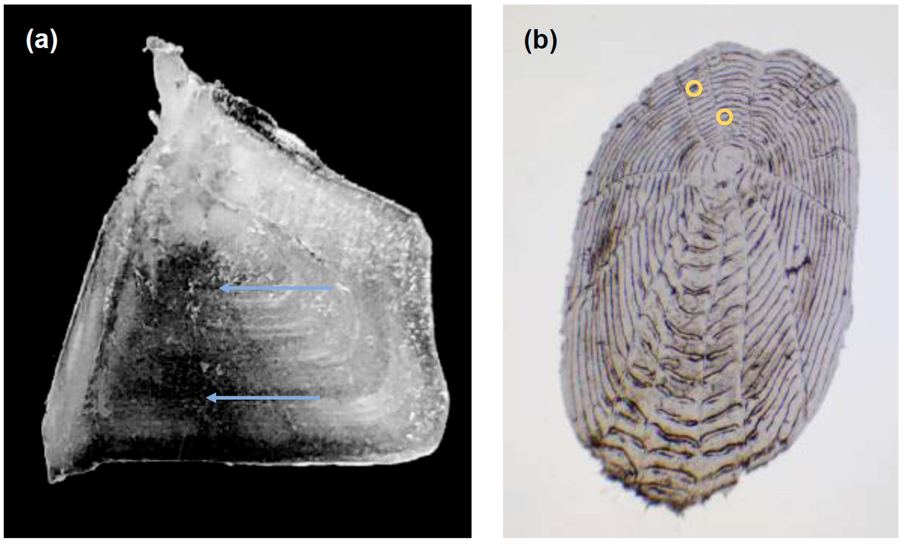 Fishes 09 00094 g007 Fishes 09 00094 g007
