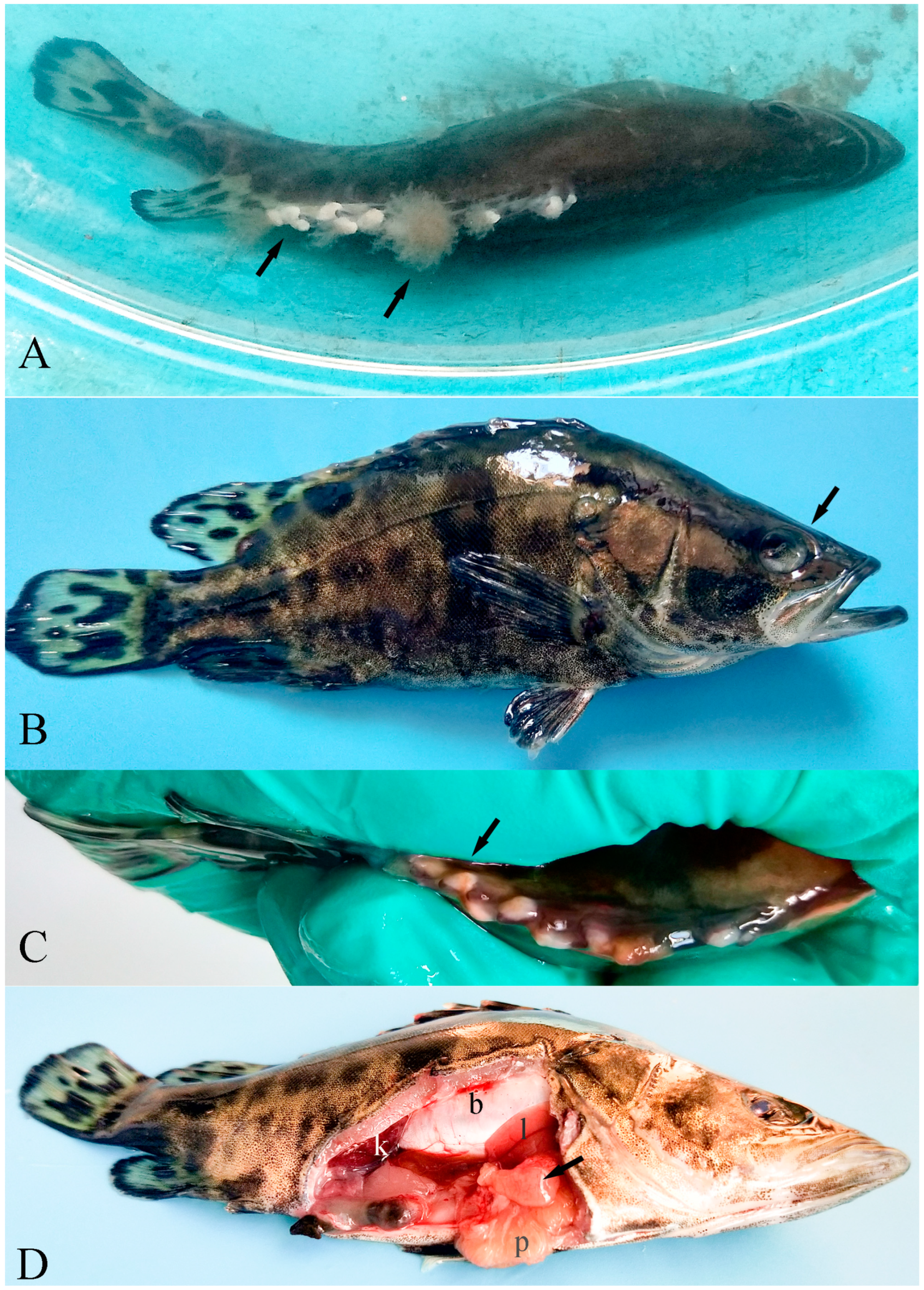 Fishes 09 00097 g001 Fishes 09 00097 g001