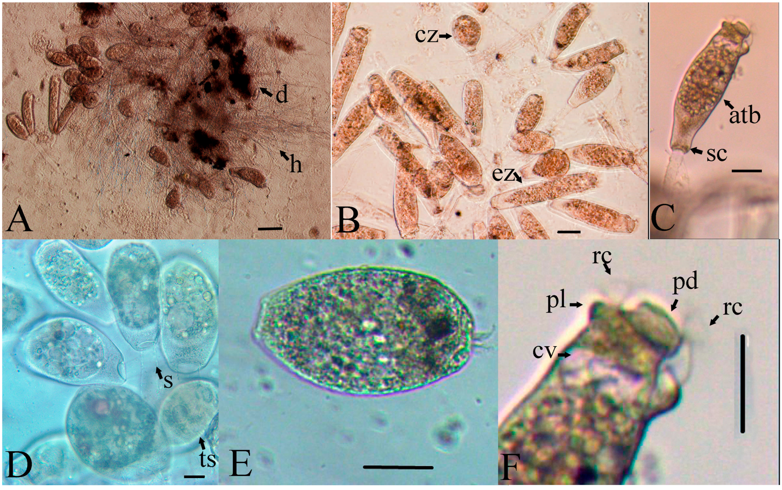 Fishes 09 00097 g002 Fishes 09 00097 g002