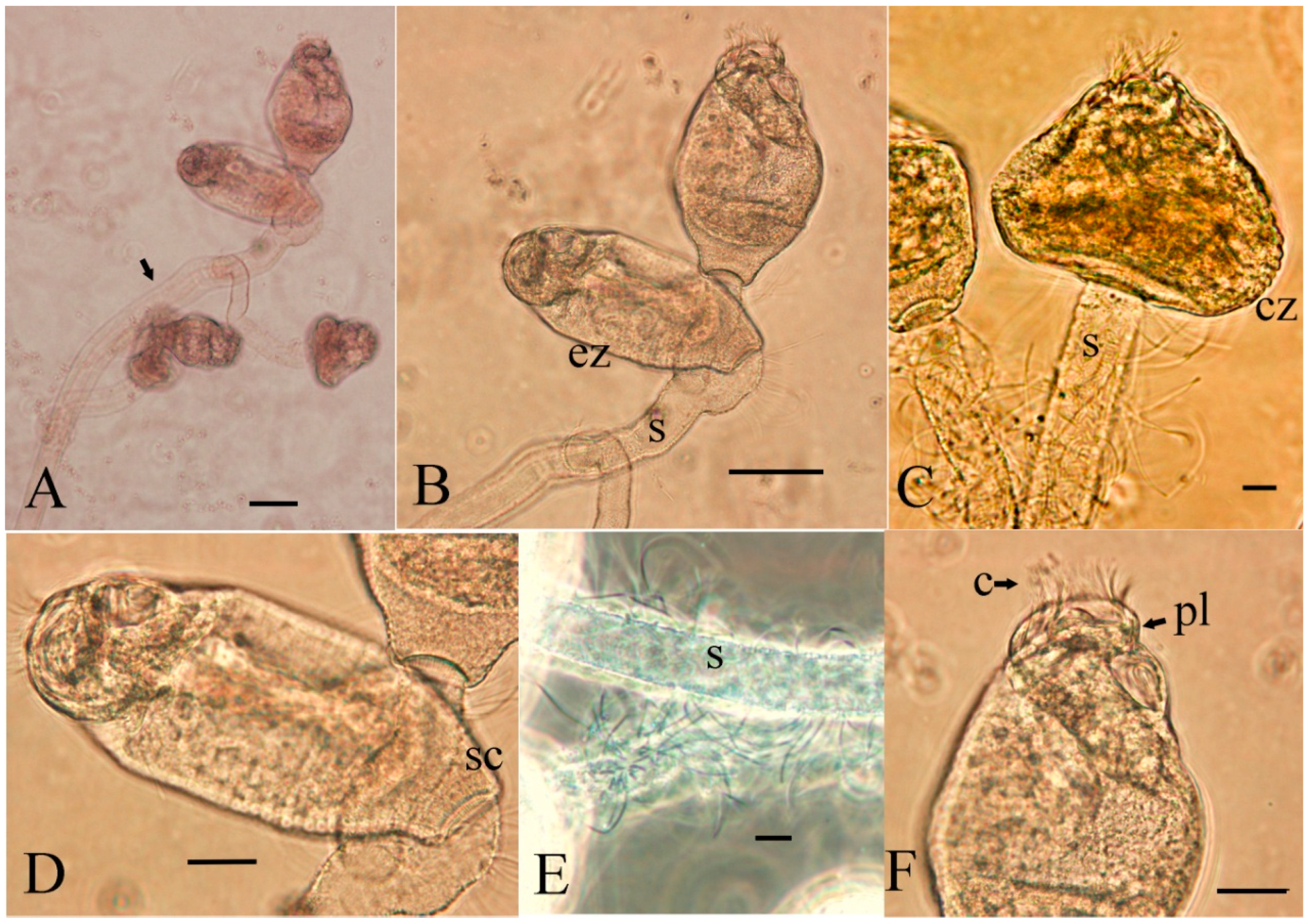 Fishes 09 00097 g003 Fishes 09 00097 g003