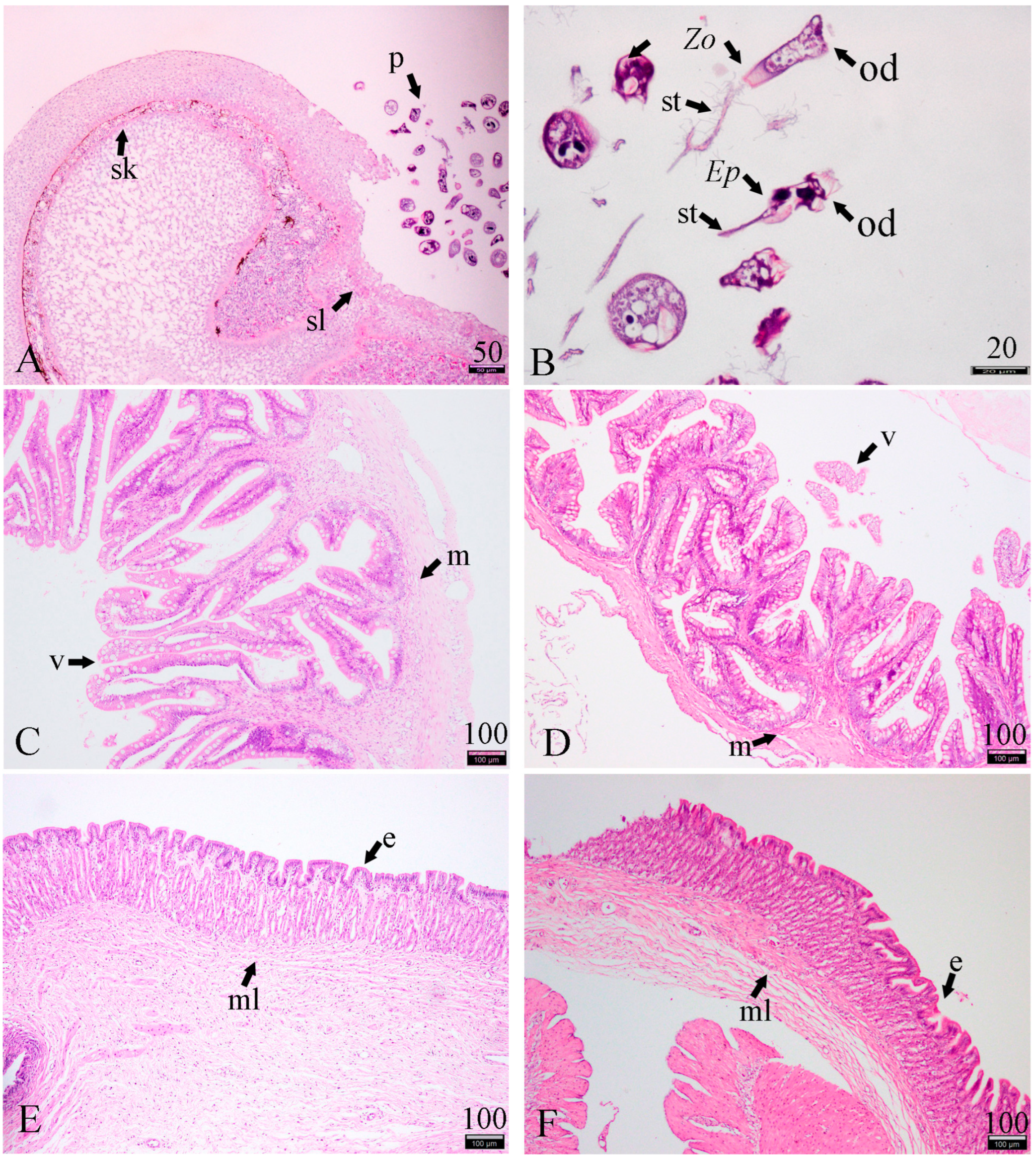 Fishes 09 00097 g005 Fishes 09 00097 g005