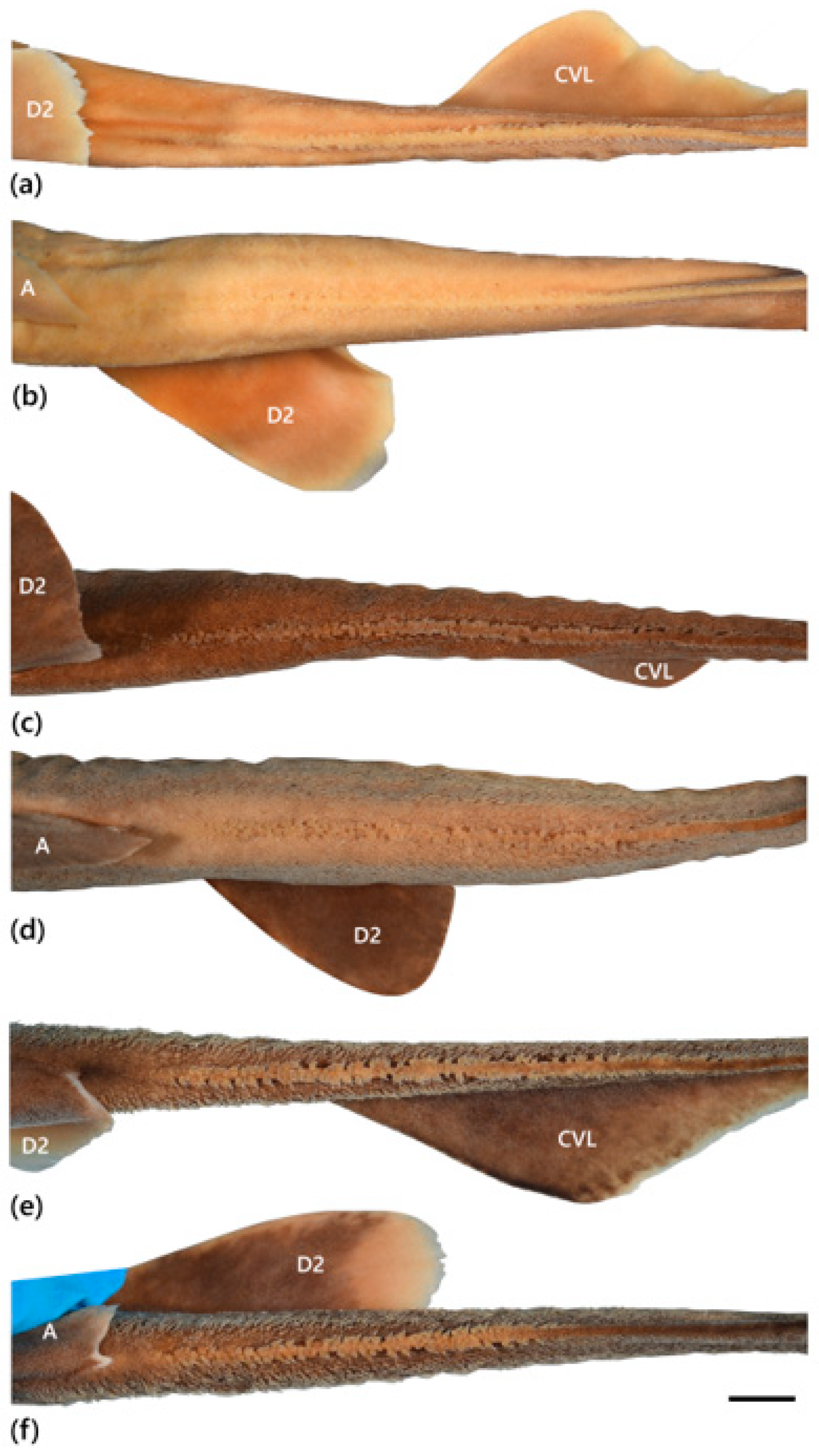 Fishes 09 00121 g001