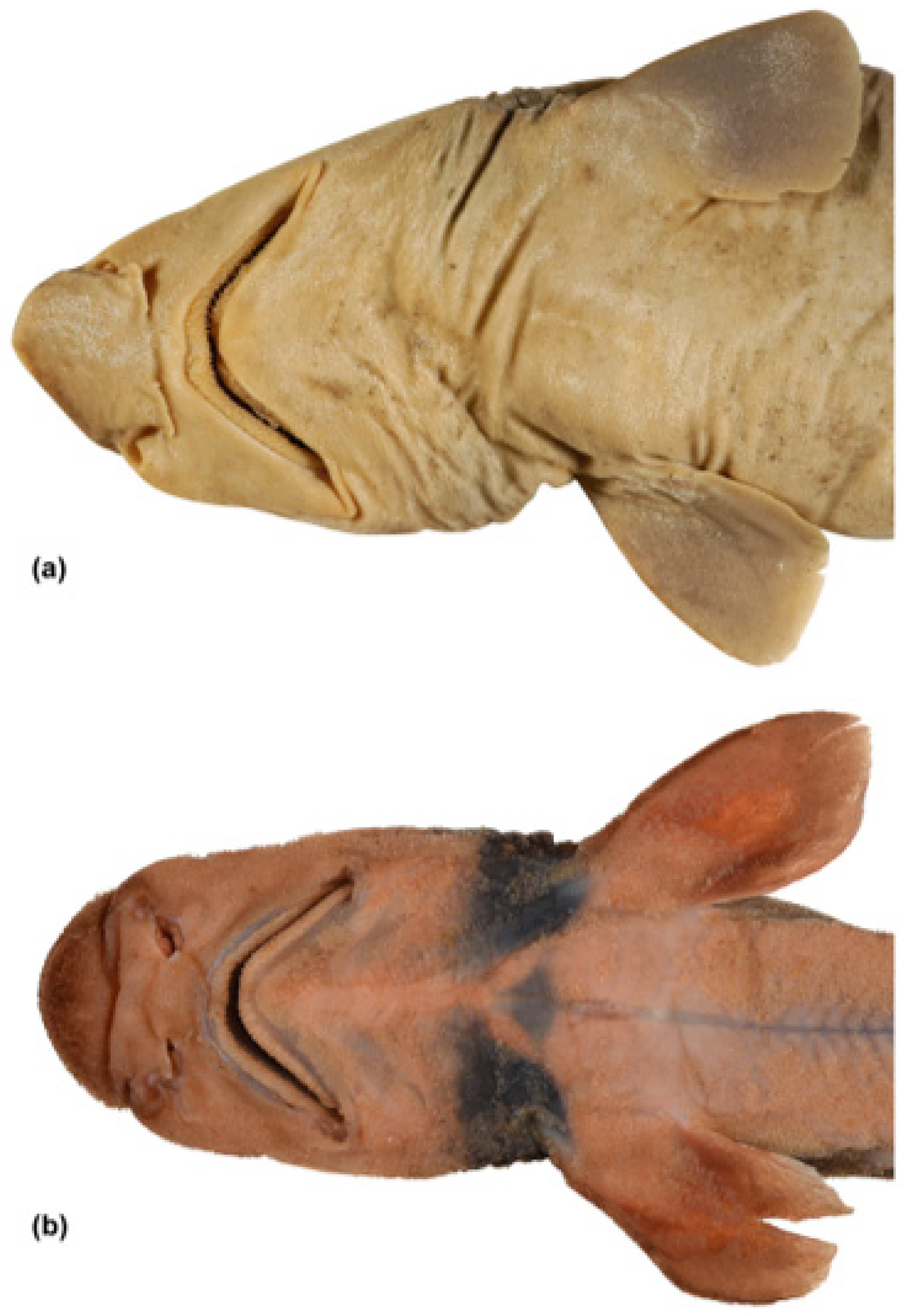 Fishes 09 00121 g007