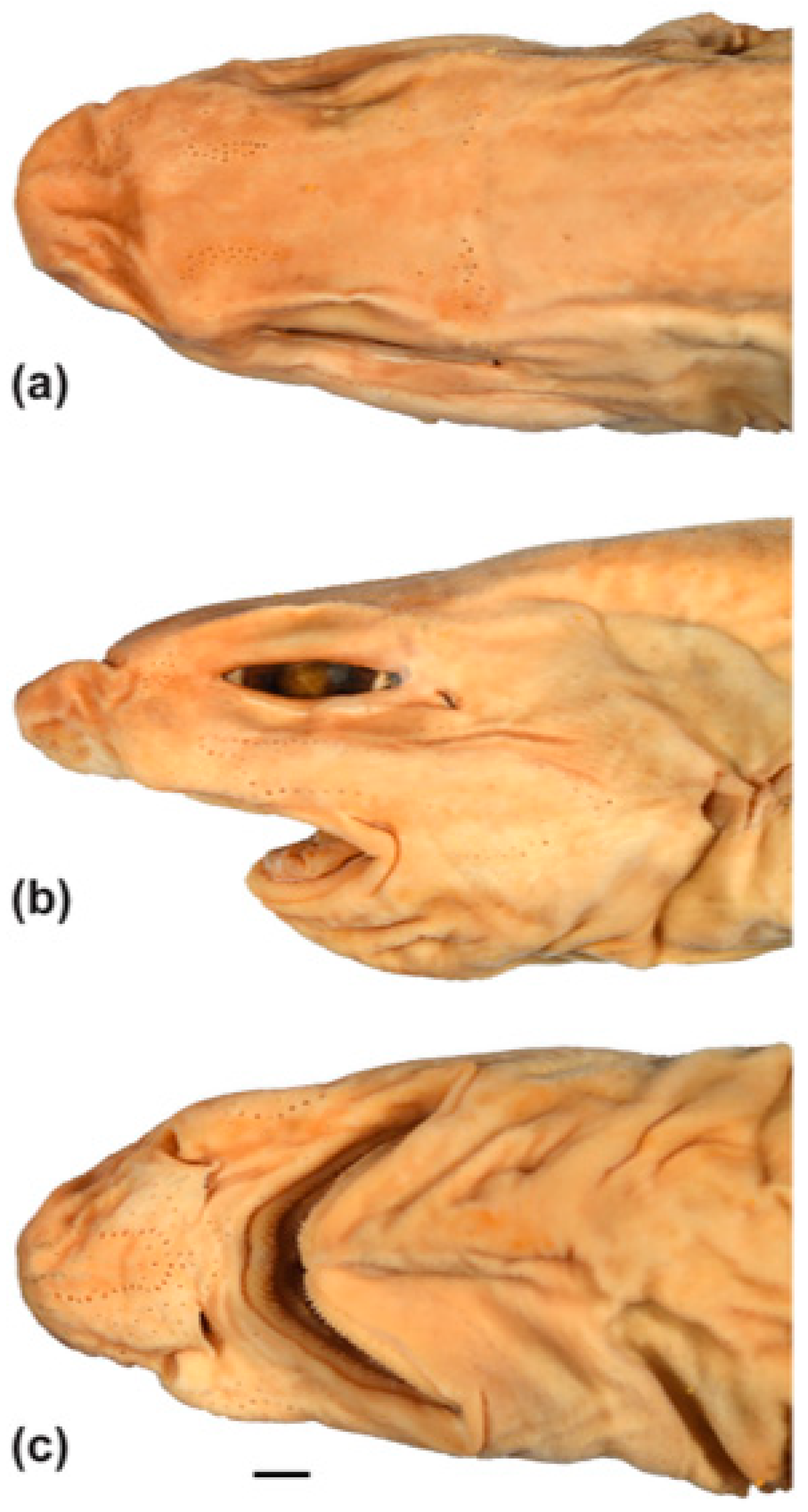 Fishes 09 00121 g010