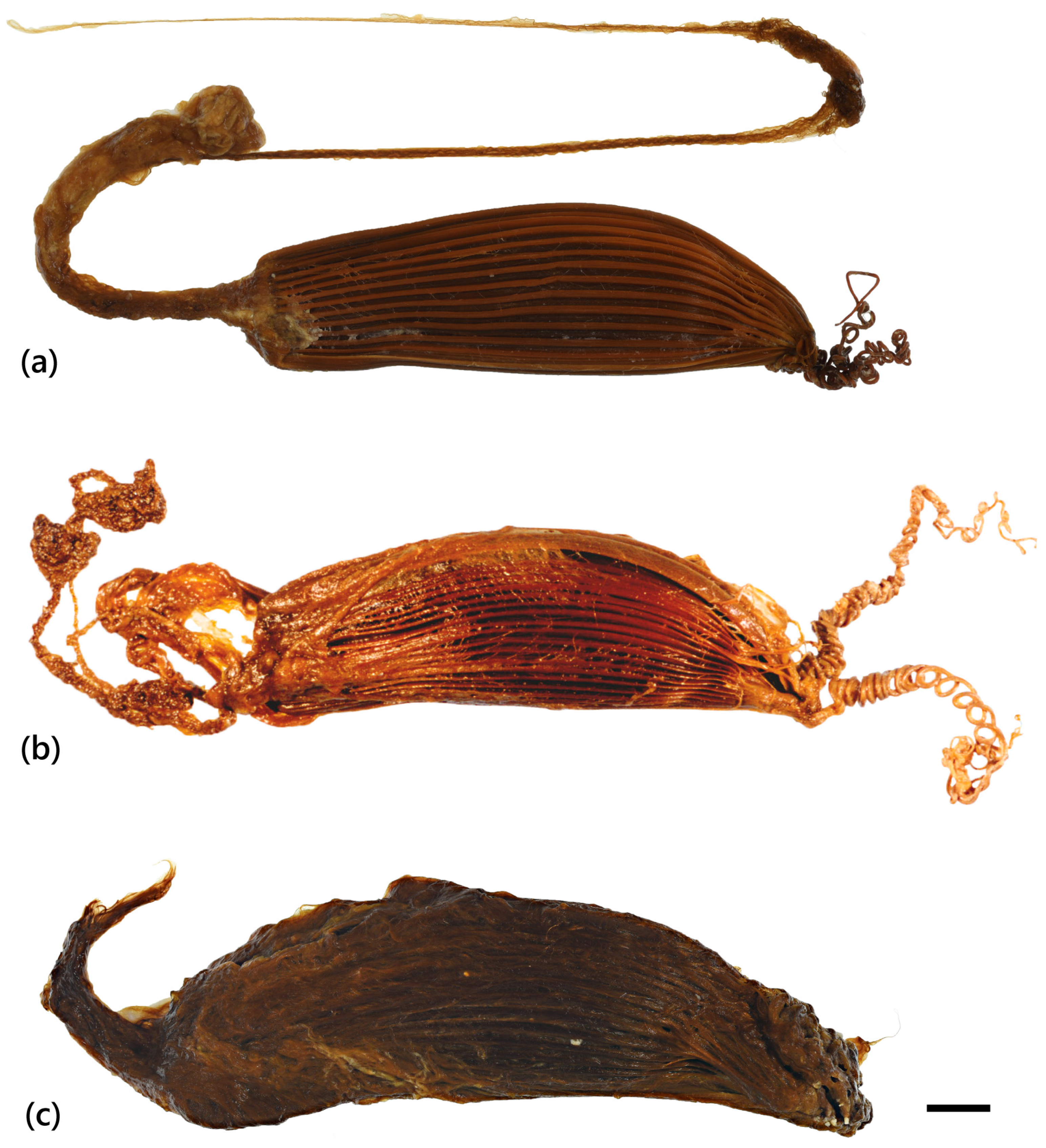 Fishes 09 00121 g011