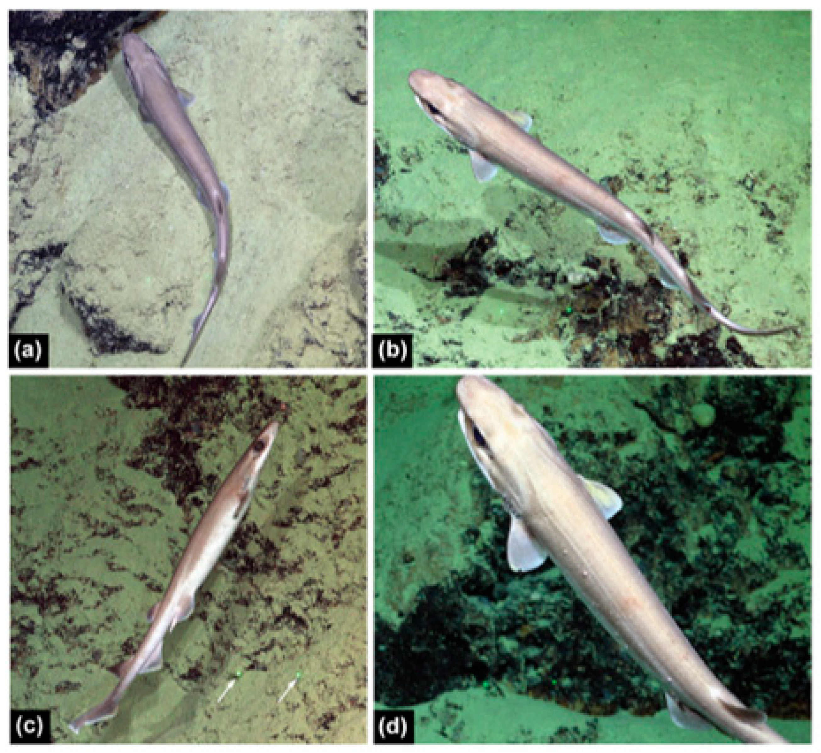 Fishes 09 00121 g012