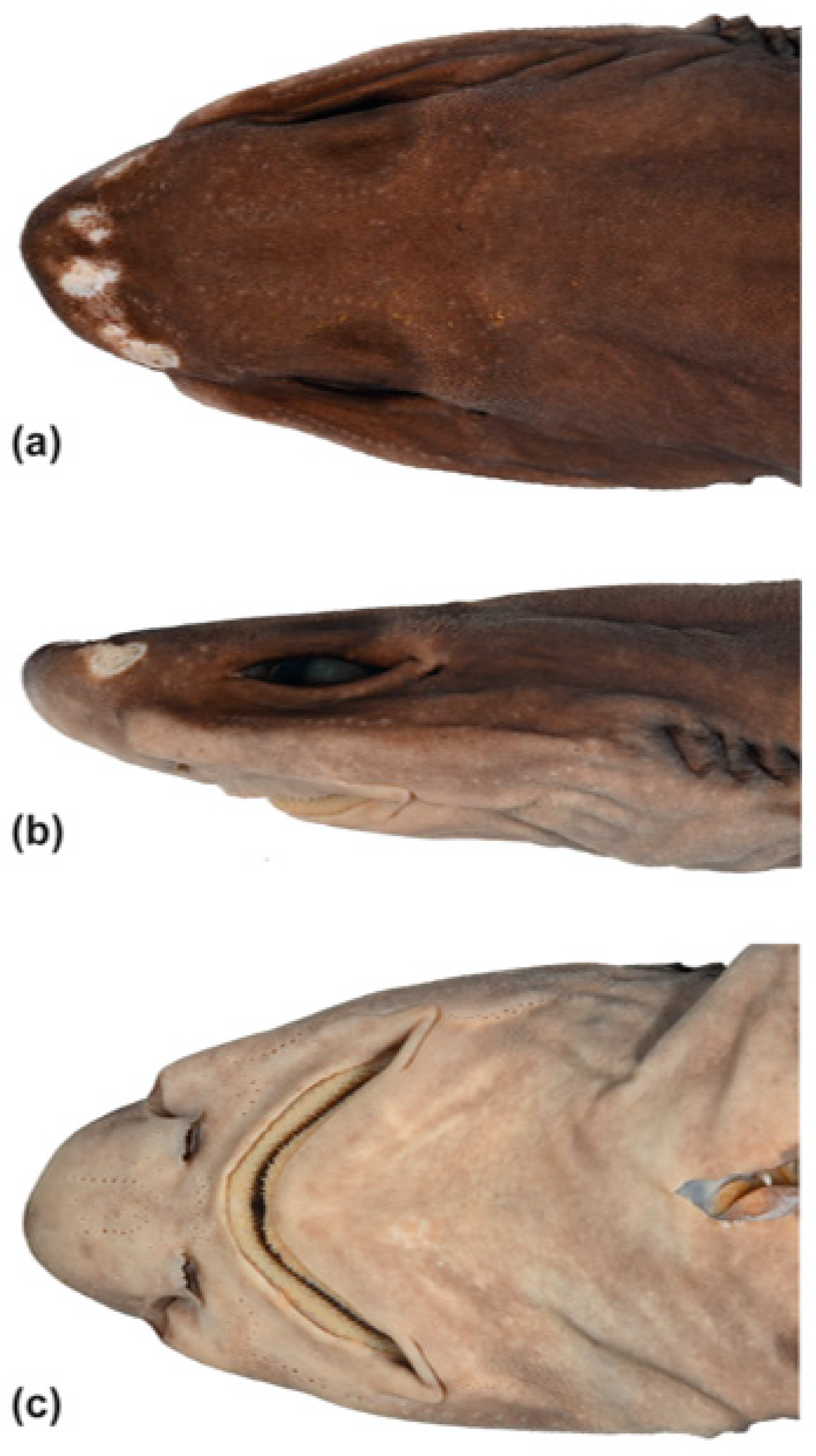 Fishes 09 00121 g015