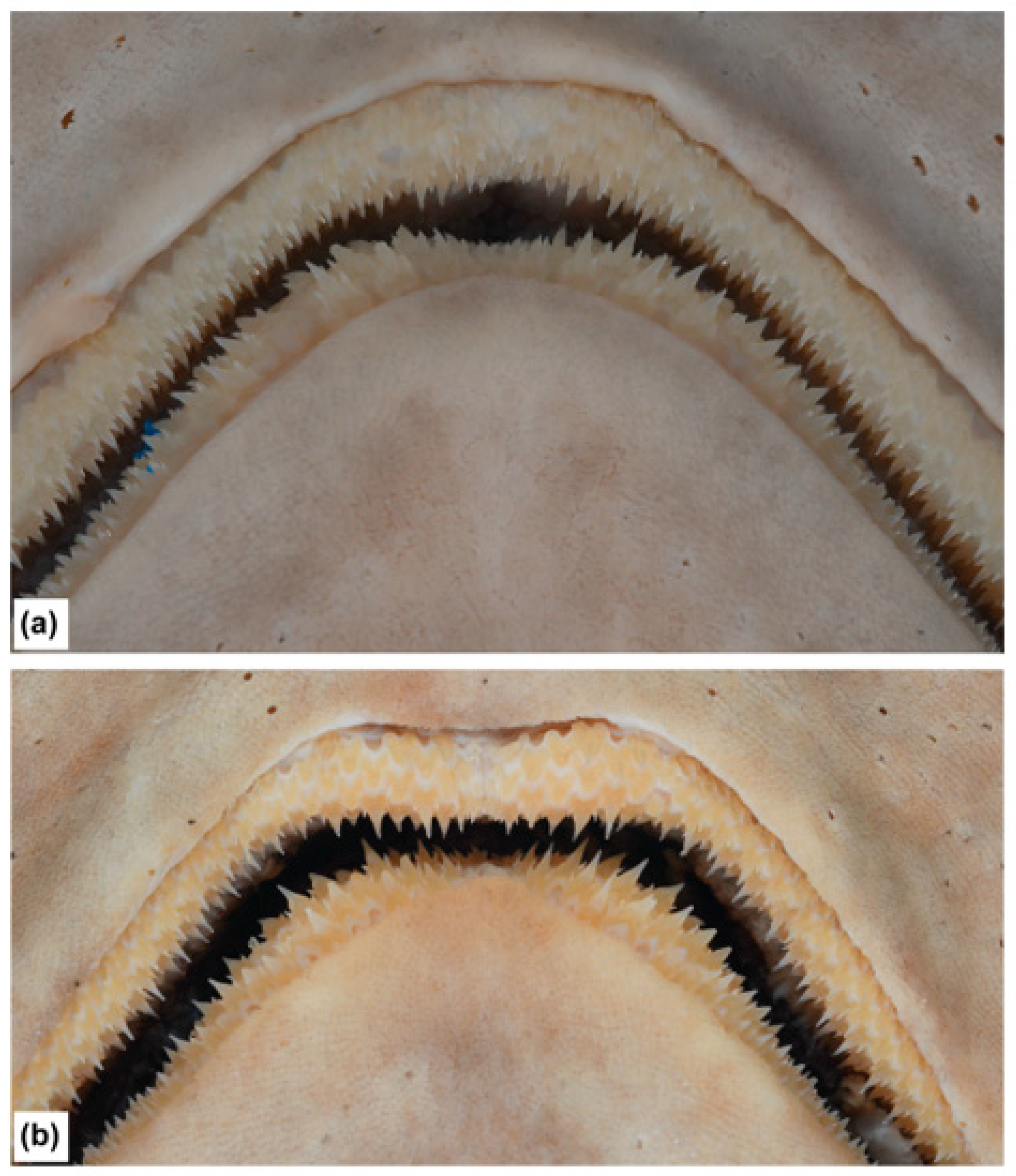 Fishes 09 00121 g016