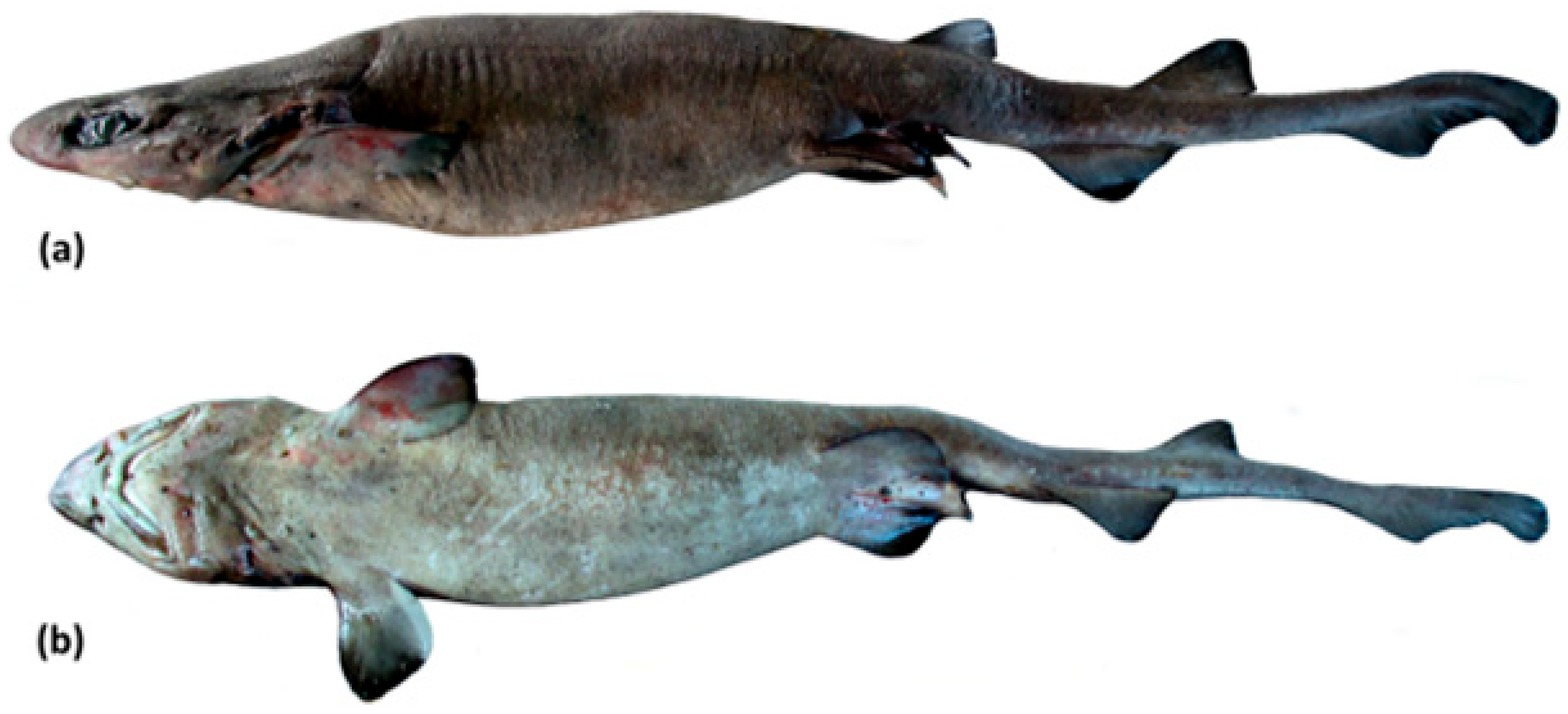 Fishes 09 00121 g020