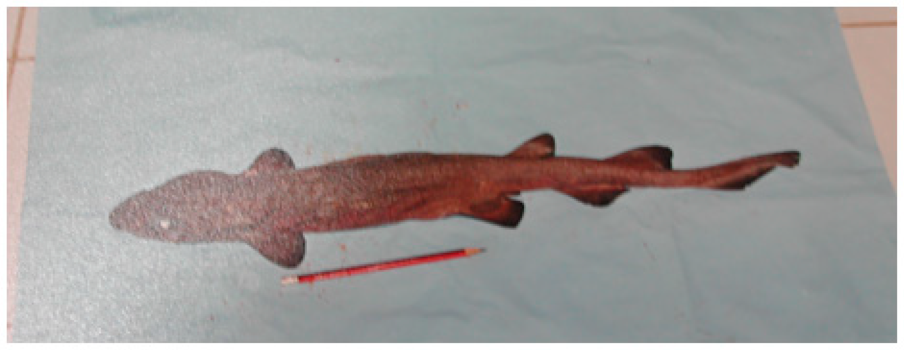 Fishes 09 00121 g021