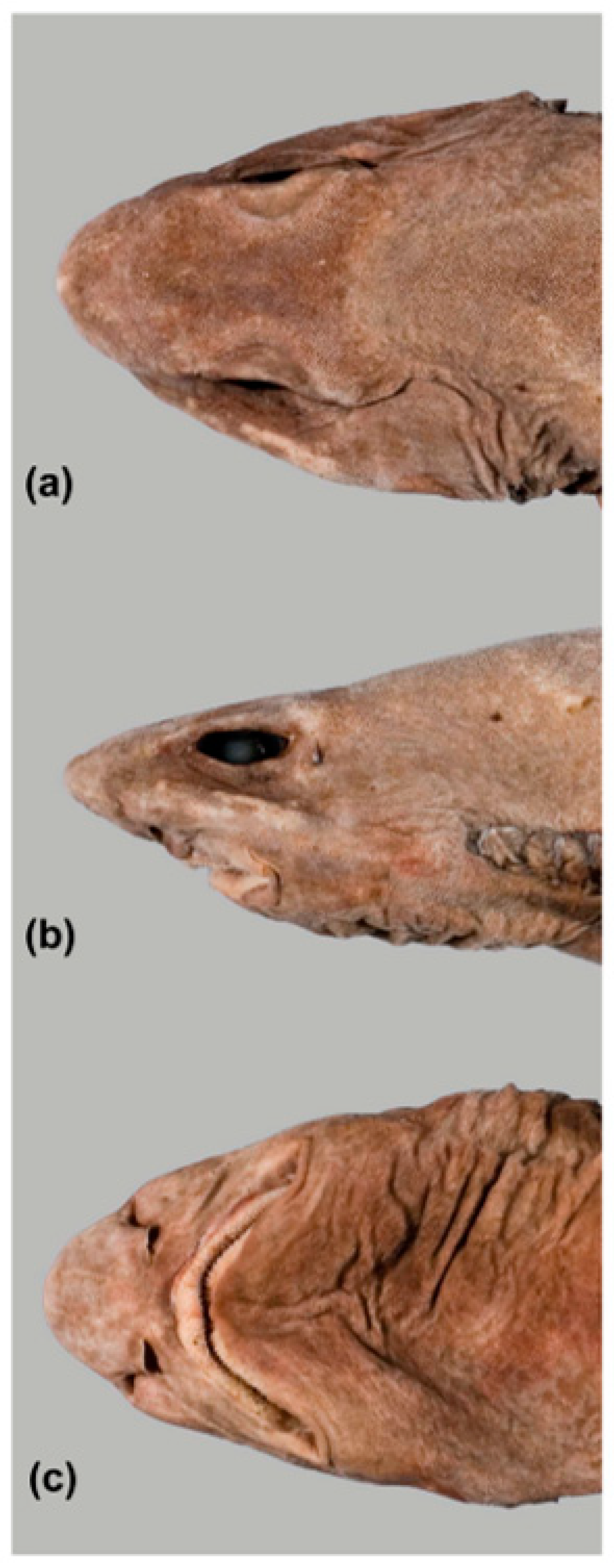 Fishes 09 00121 g023