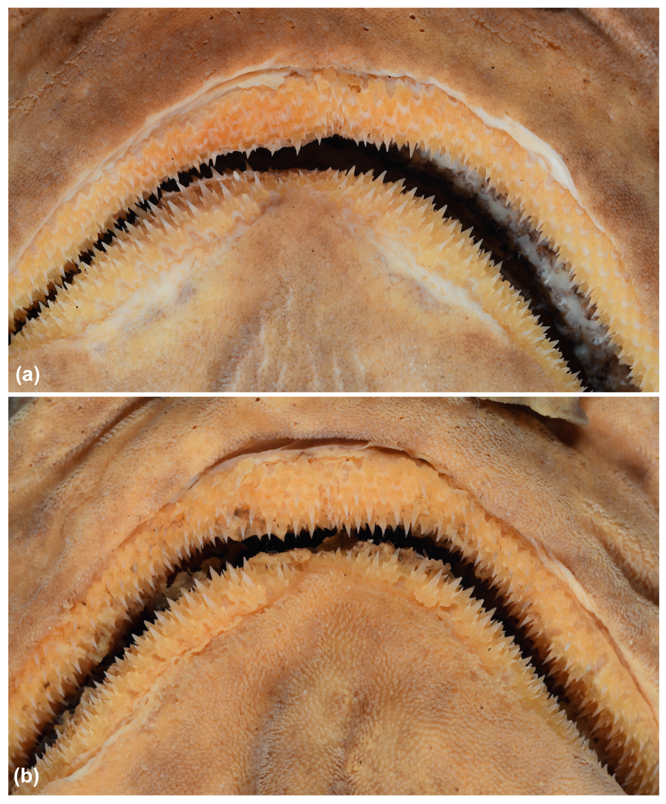 Fishes 09 00121 g024