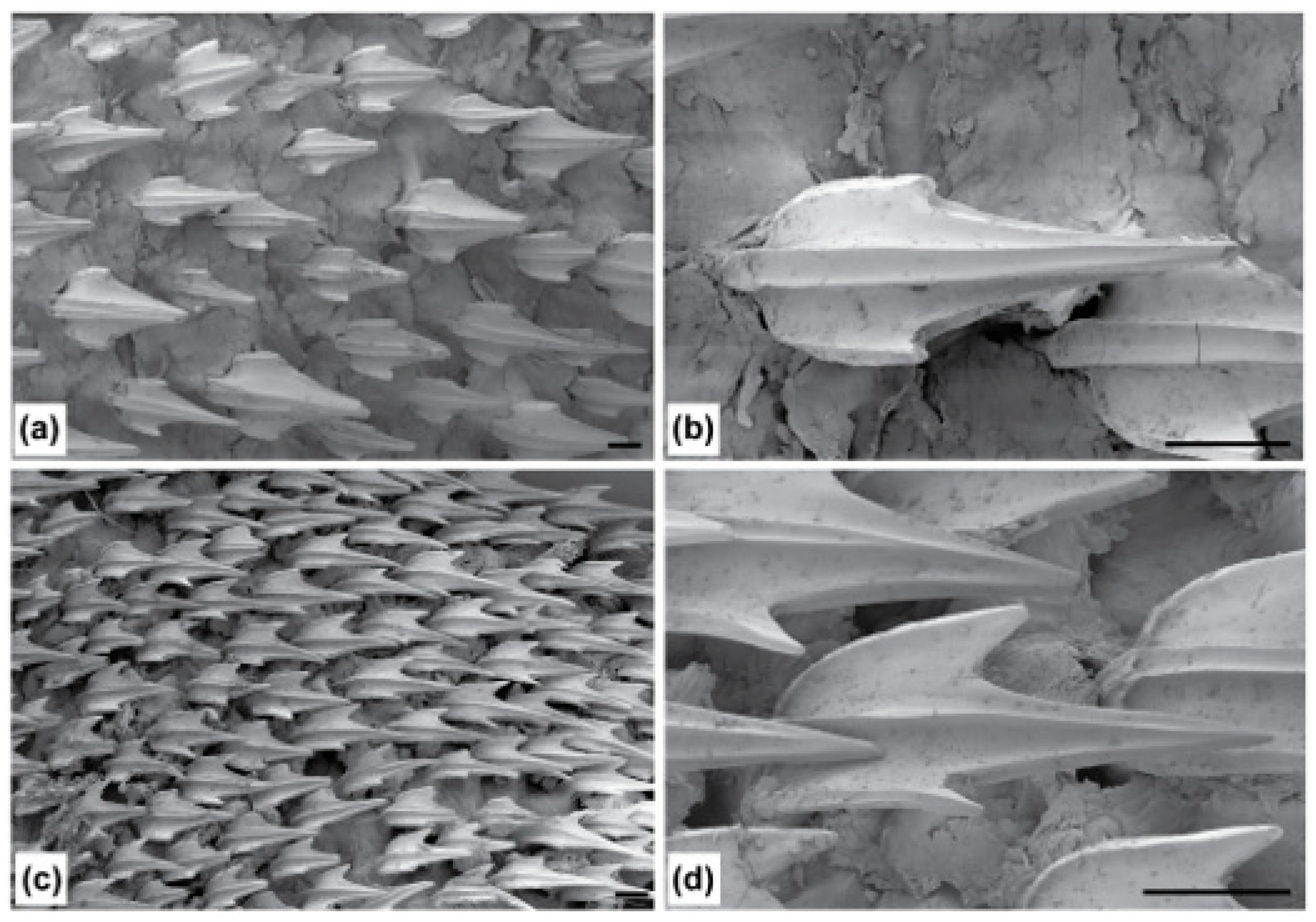 Fishes 09 00121 g027