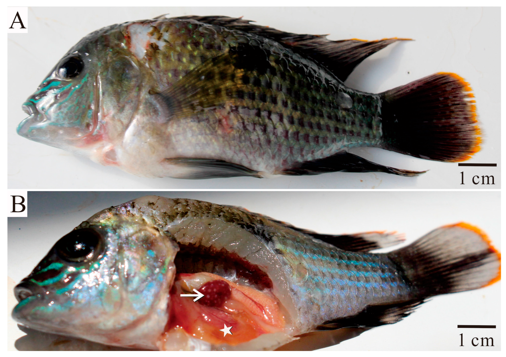 Fishes 09 00140 g001