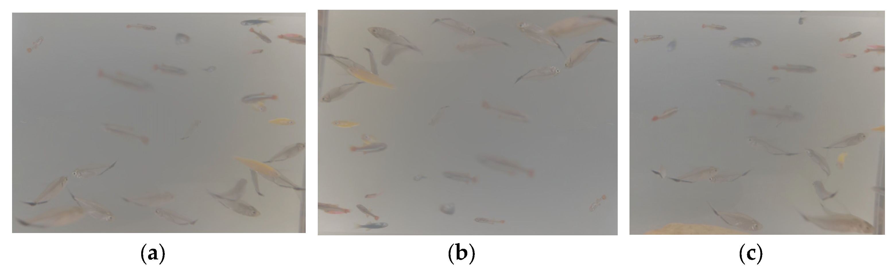 Fishes 09 00151 g006