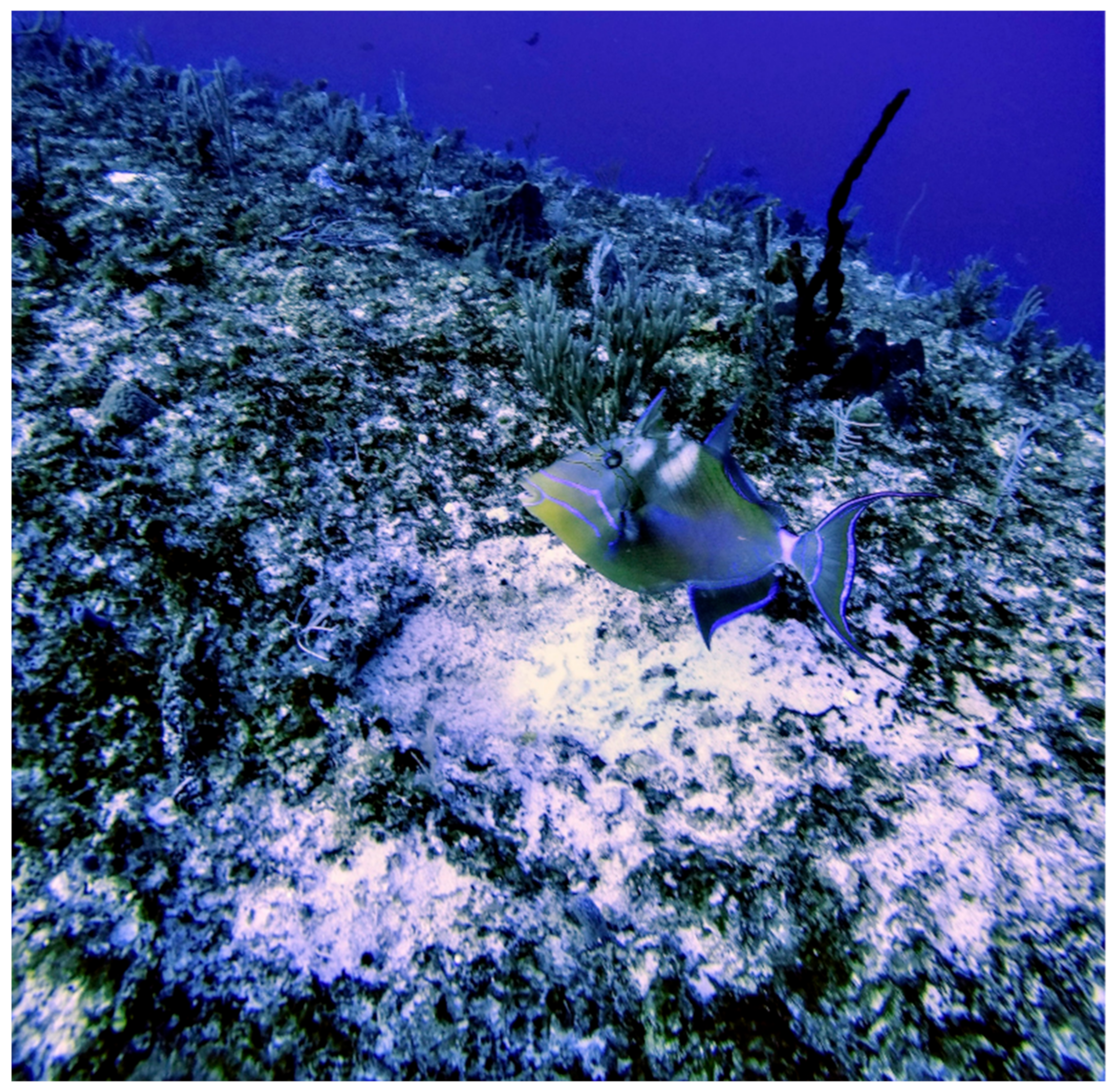 Fishes 09 00162 g001