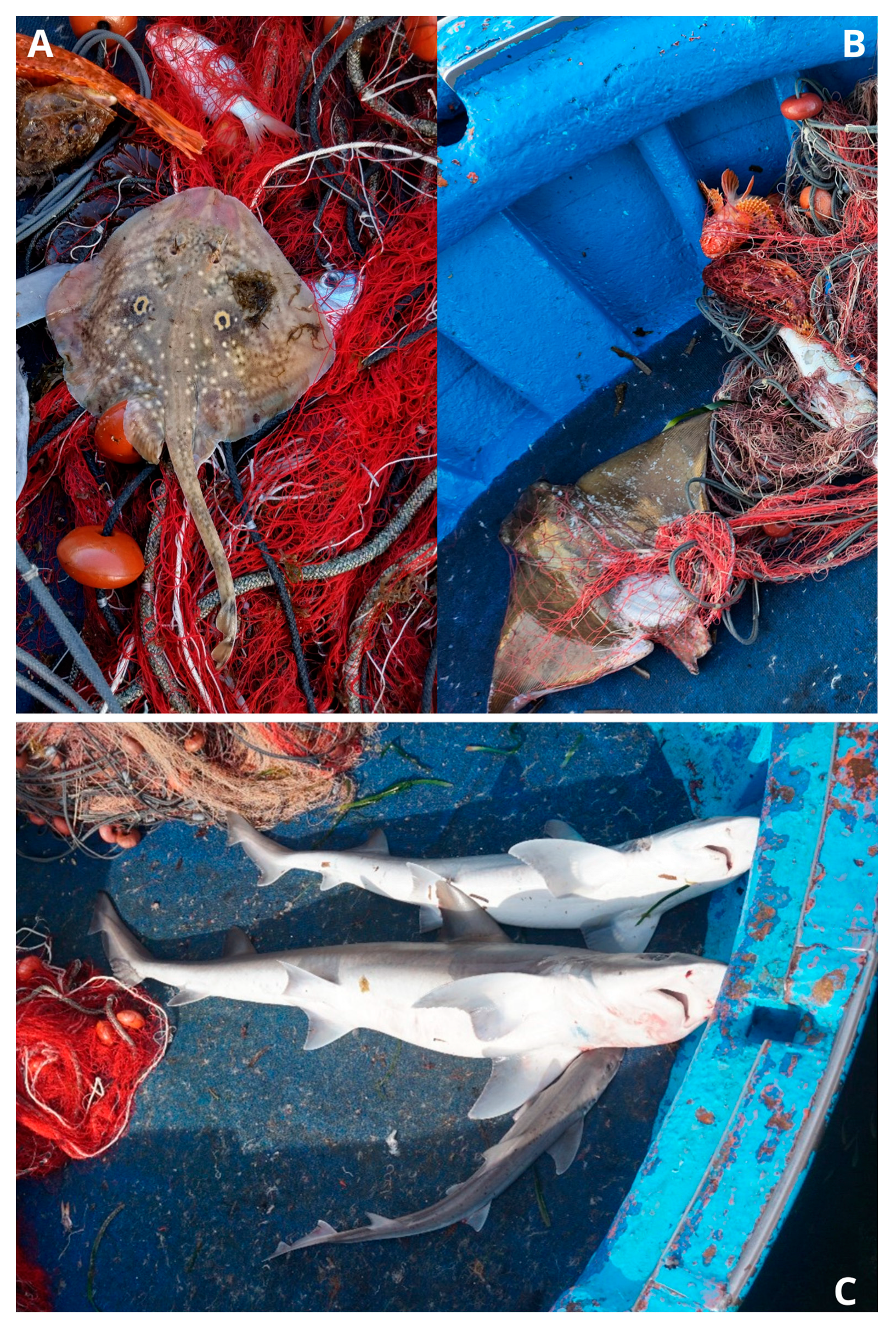 Fishes 09 00171 g006