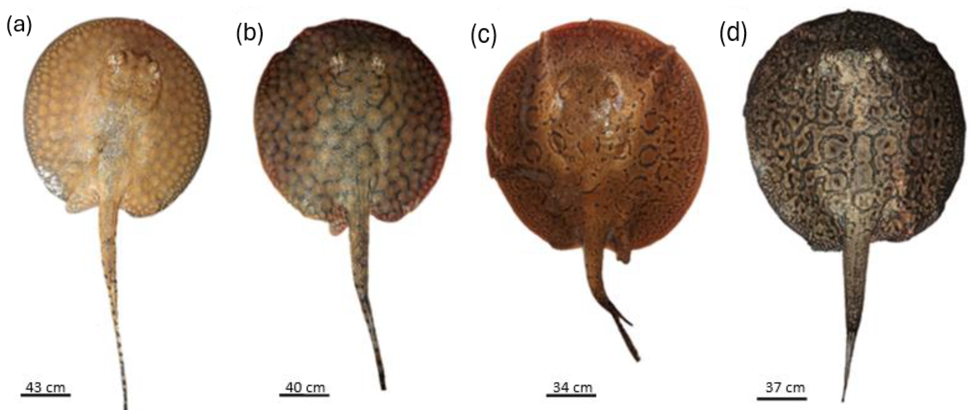 Fishes 09 00186 g005