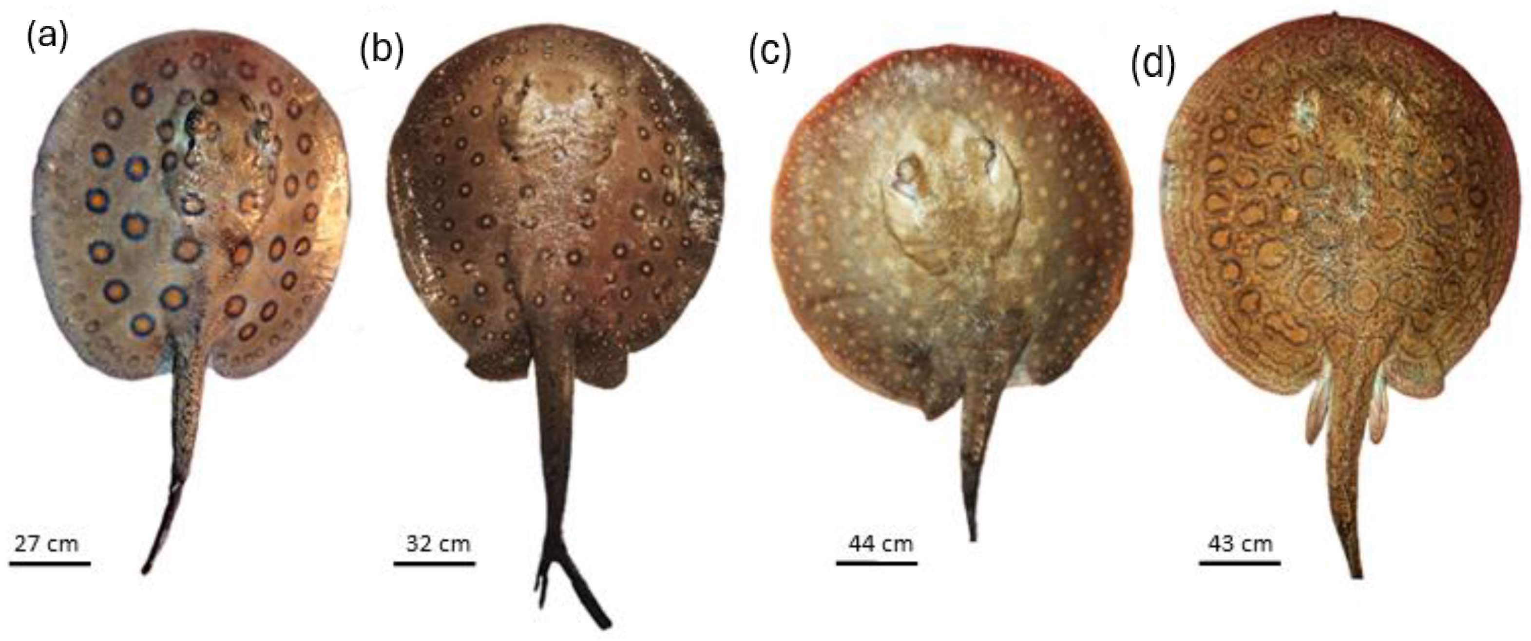 Fishes 09 00186 g006