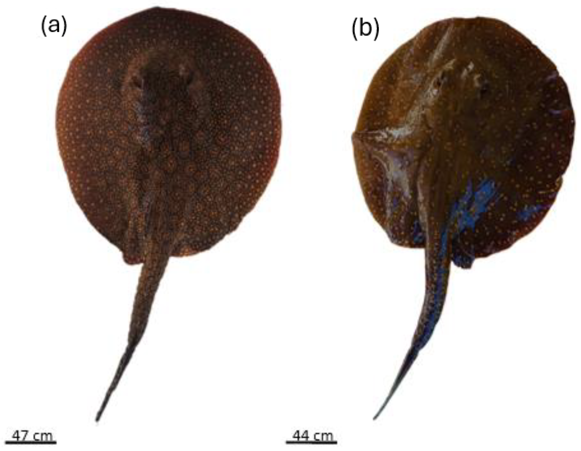 Fishes 09 00186 g007