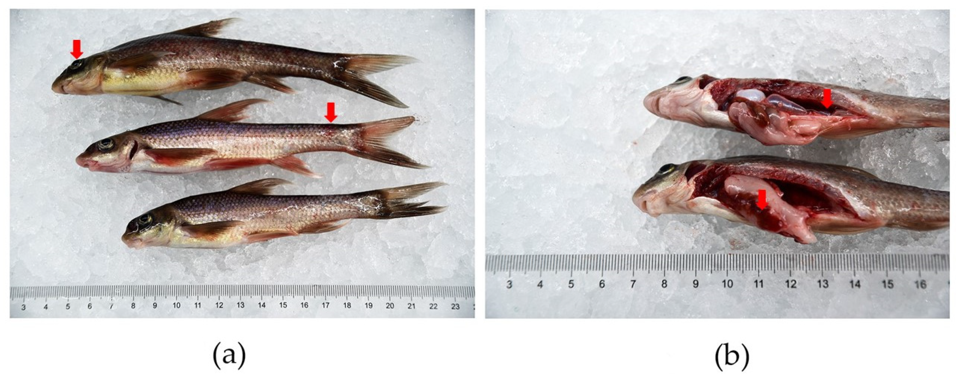 Fishes 09 00188 g001