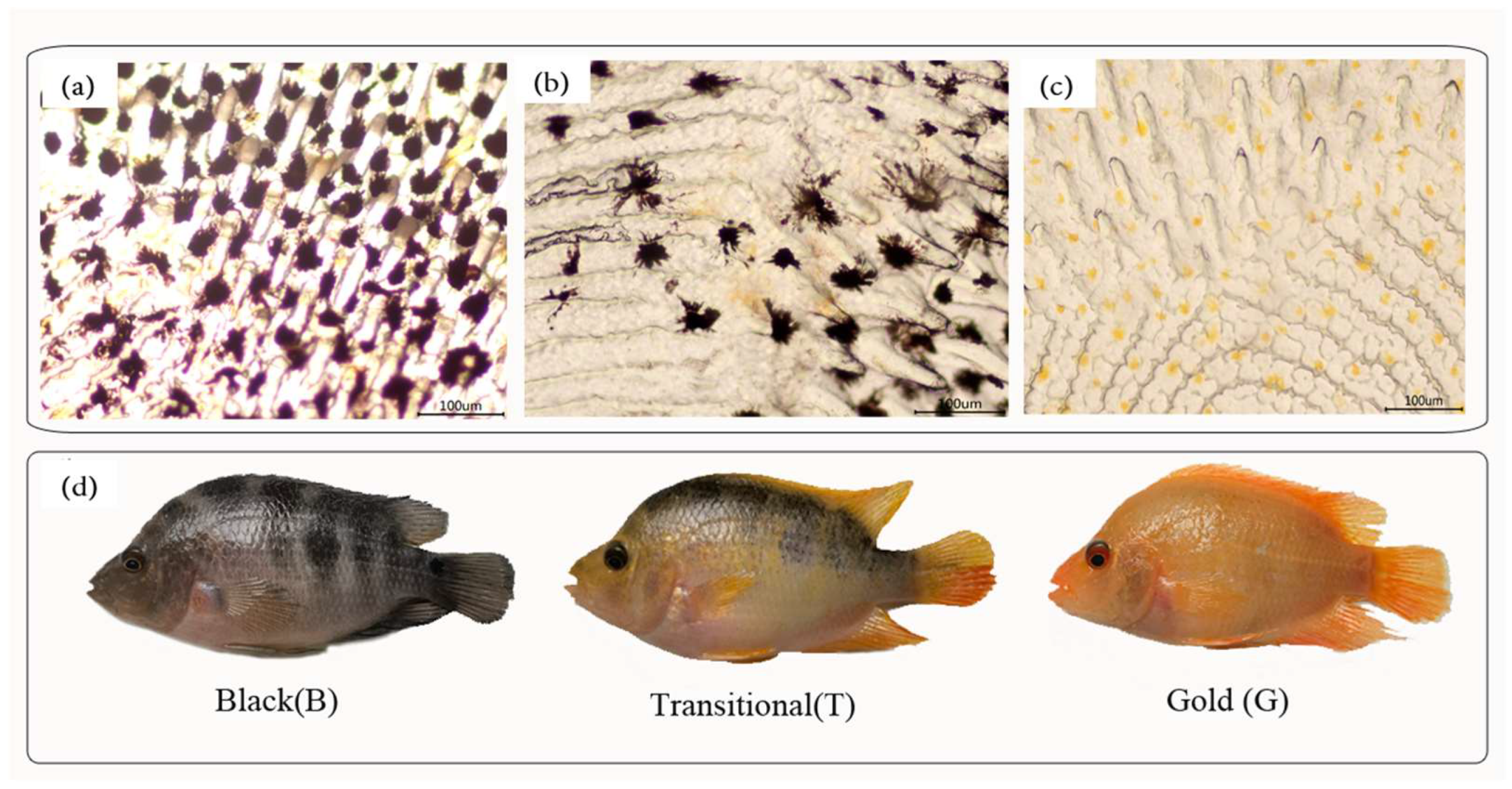 Fishes 09 00194 g001