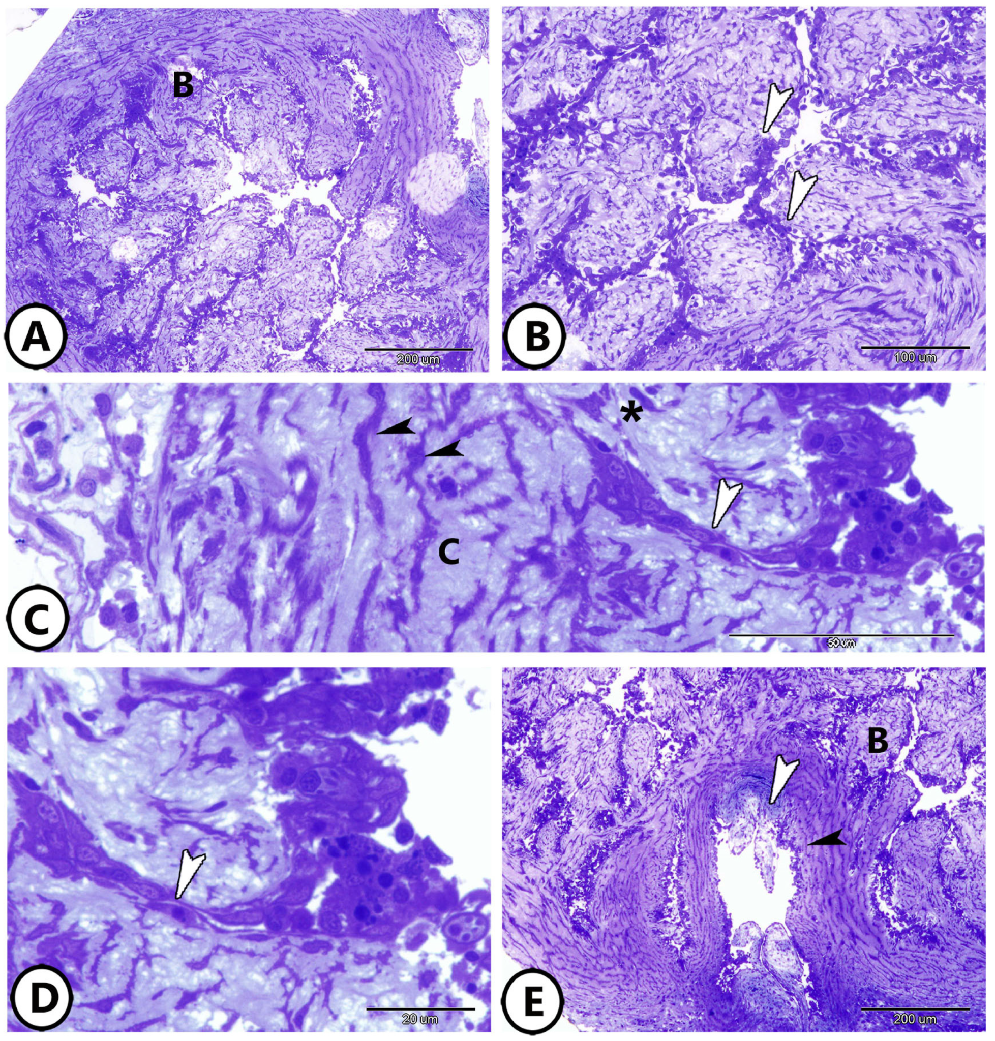 Fishes 09 00203 g001