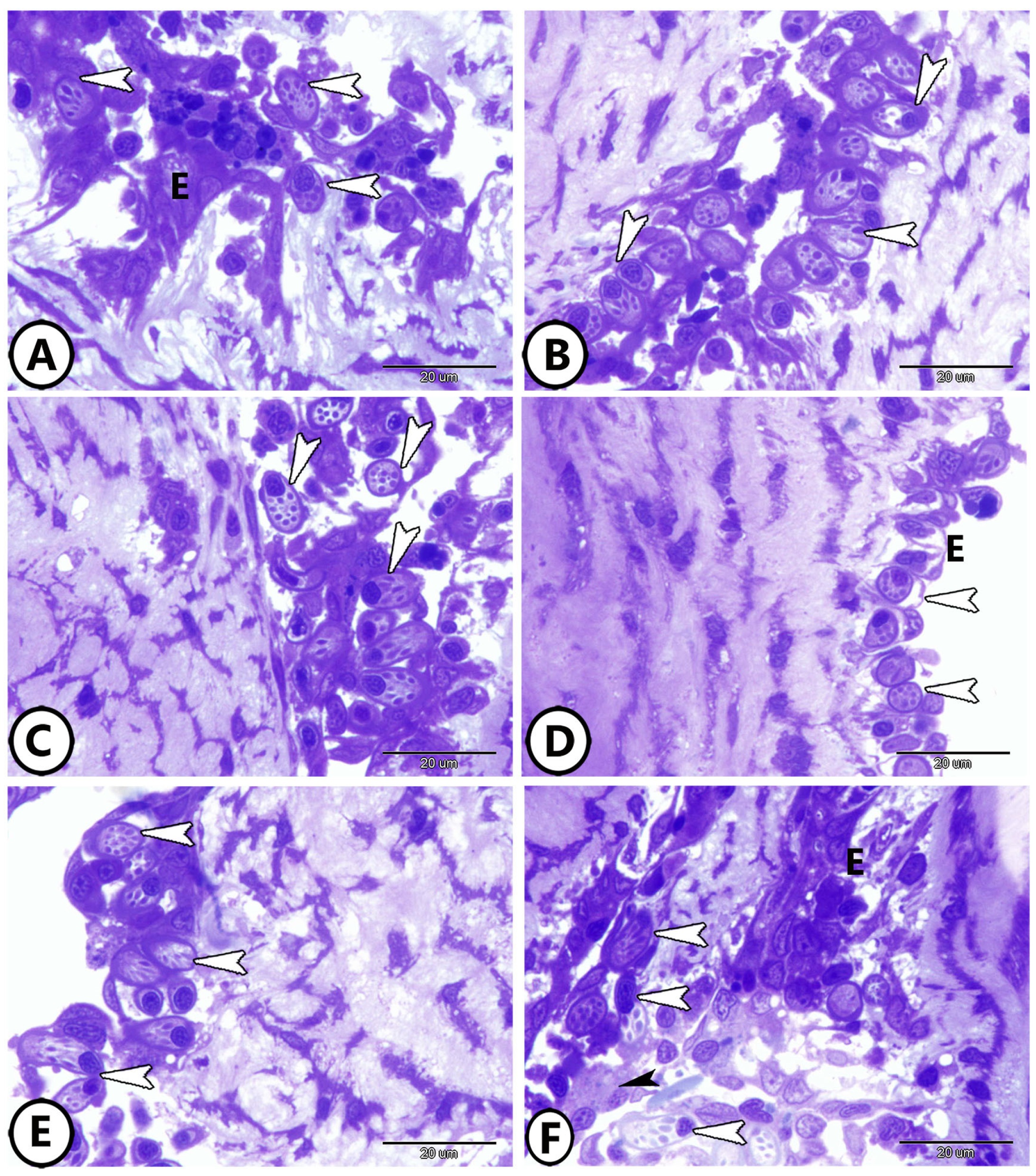 Fishes 09 00203 g002