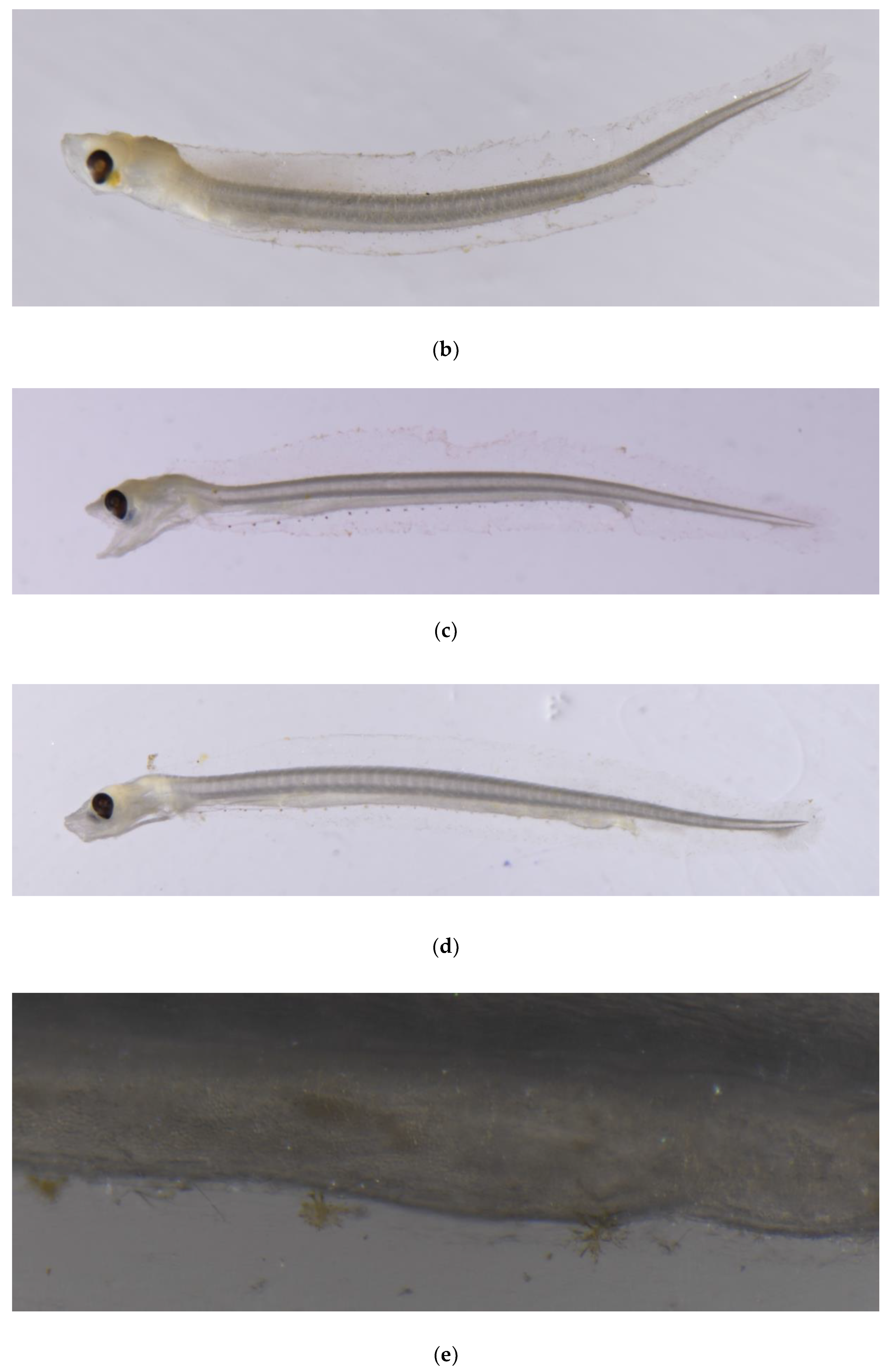 Fishes 09 00213 g003b