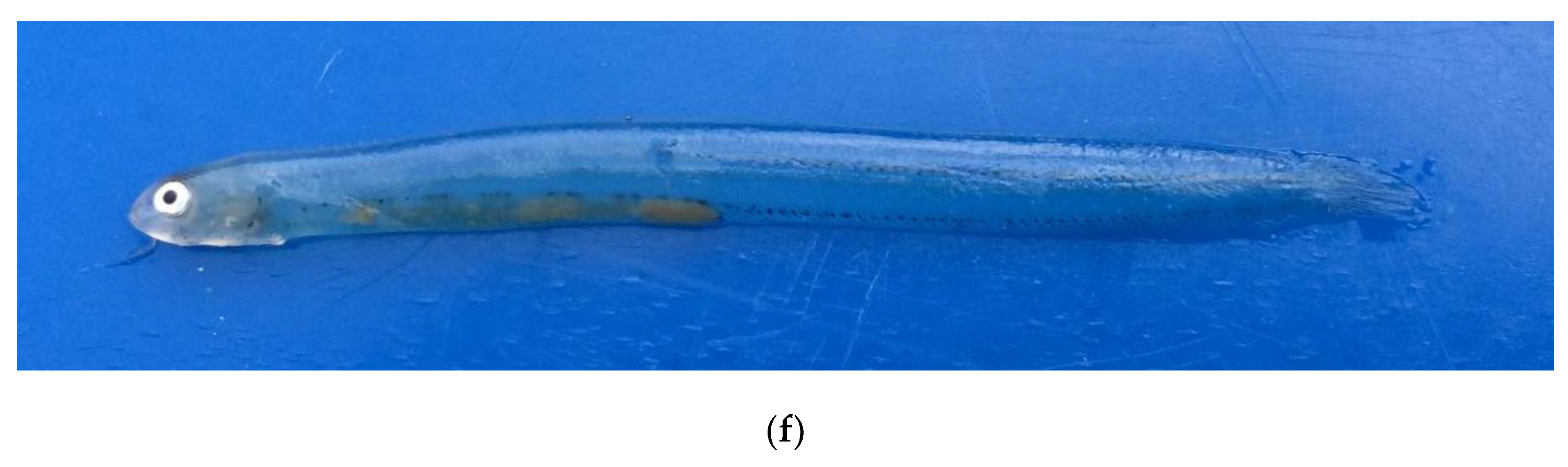 Fishes 09 00213 g003c