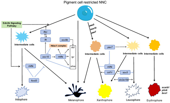 an Fast-Ion Conductor Coating Strategy Modified LiMn2O4 for