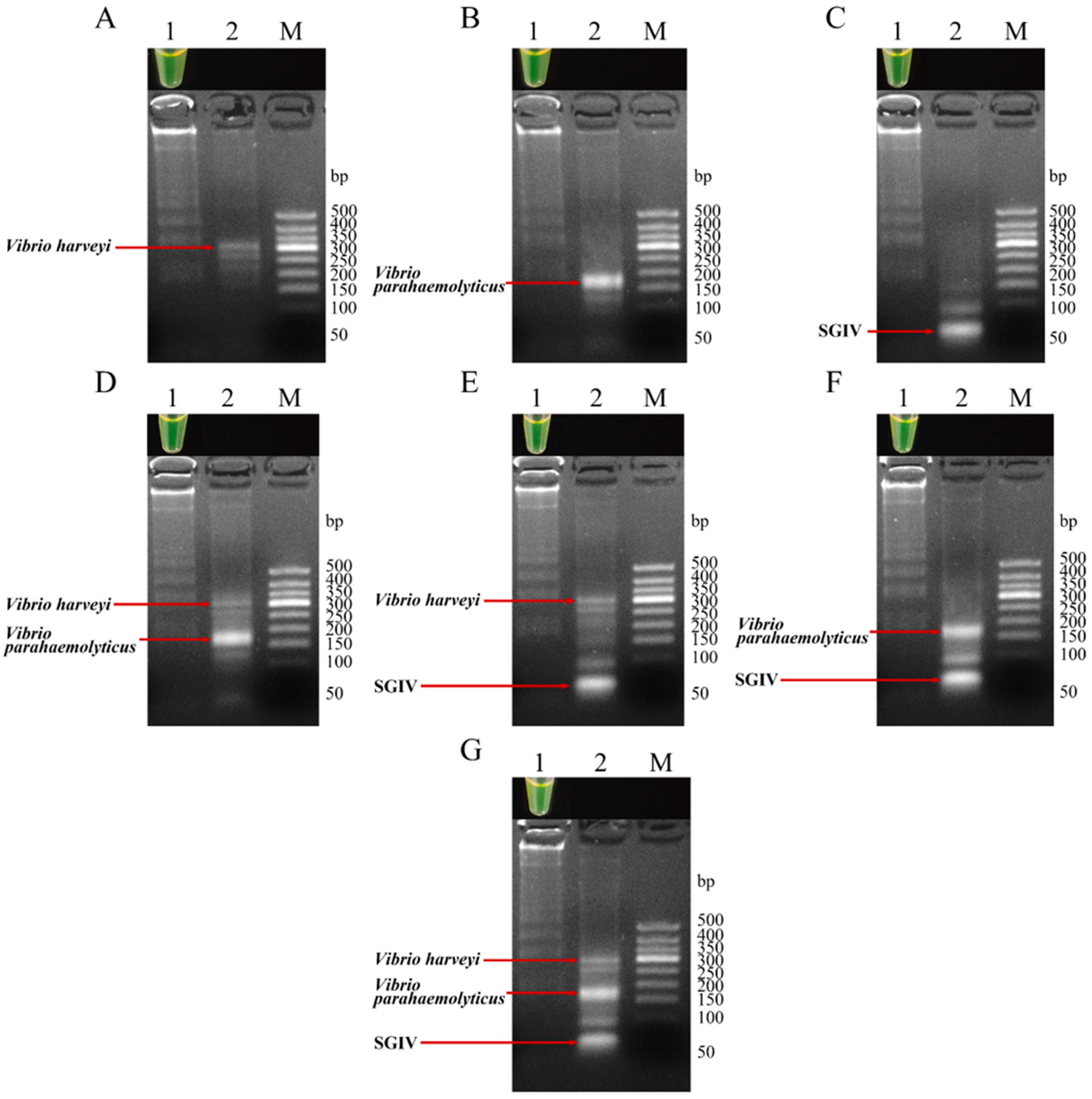 Fishes 09 00225 g005