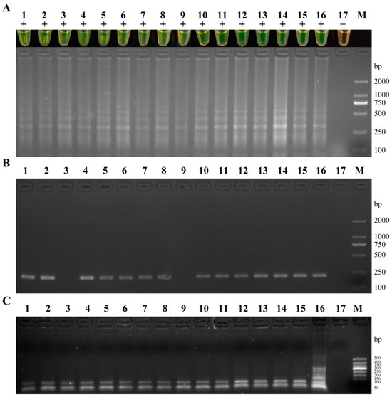 The Establishment of the Multi-Visual Loop-Mediated
