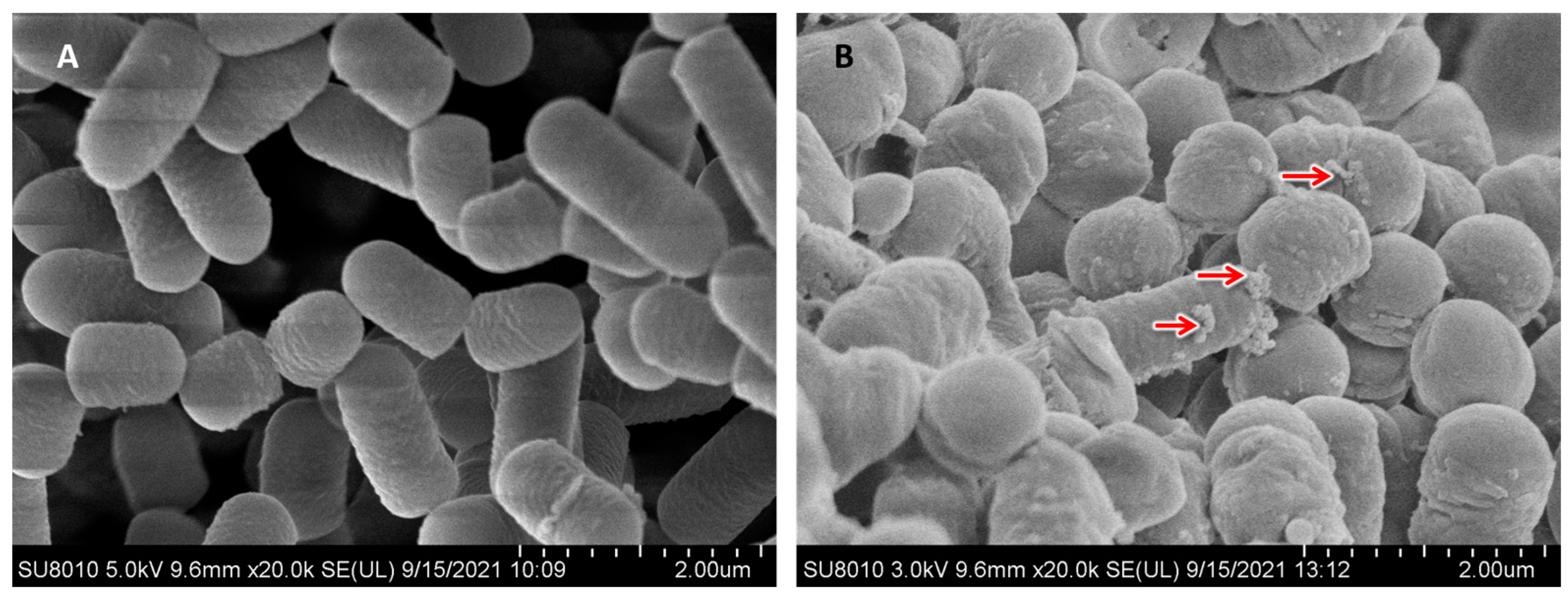 Fishes 09 00230 g001