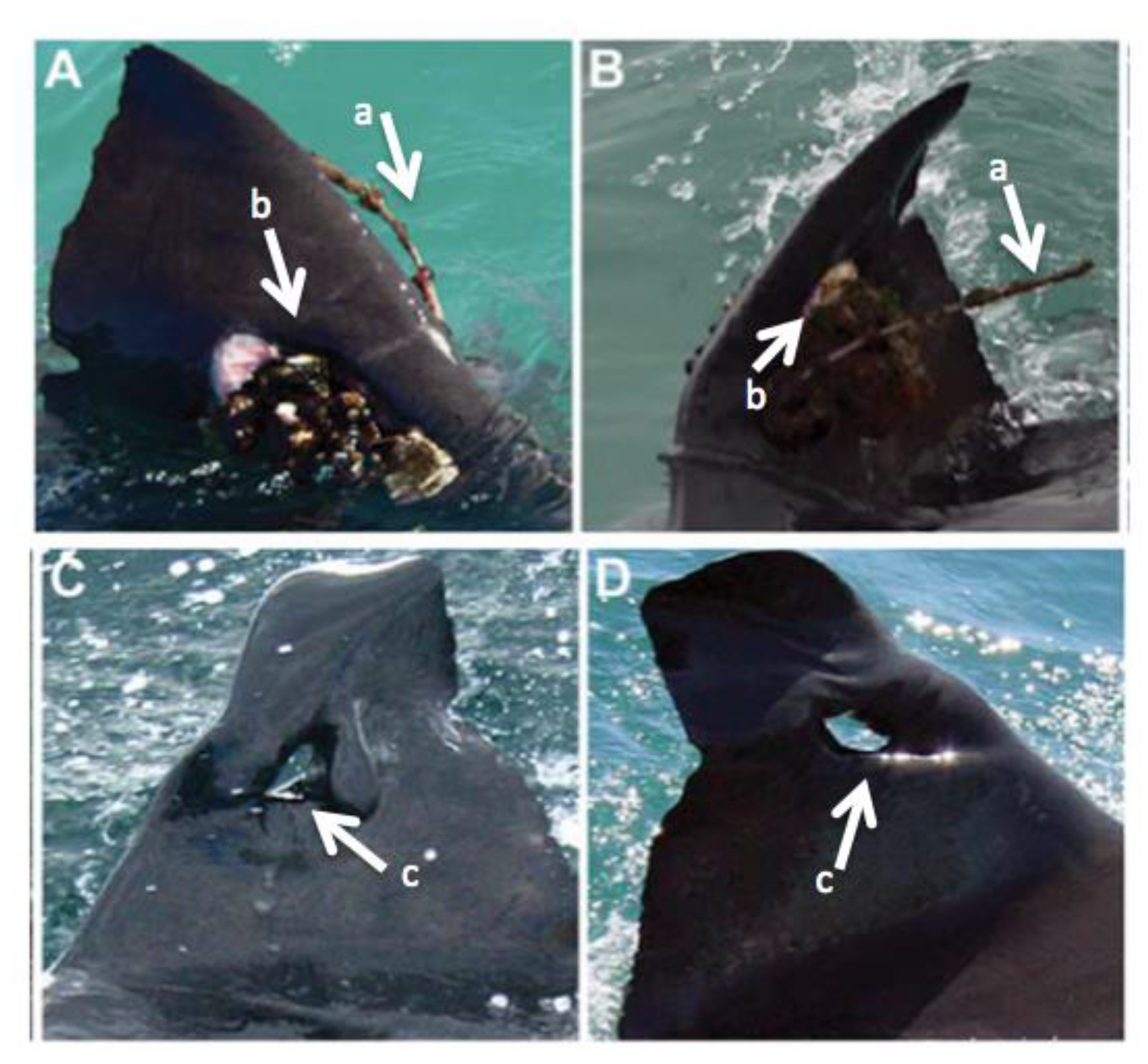 Fishes 09 00231 g003