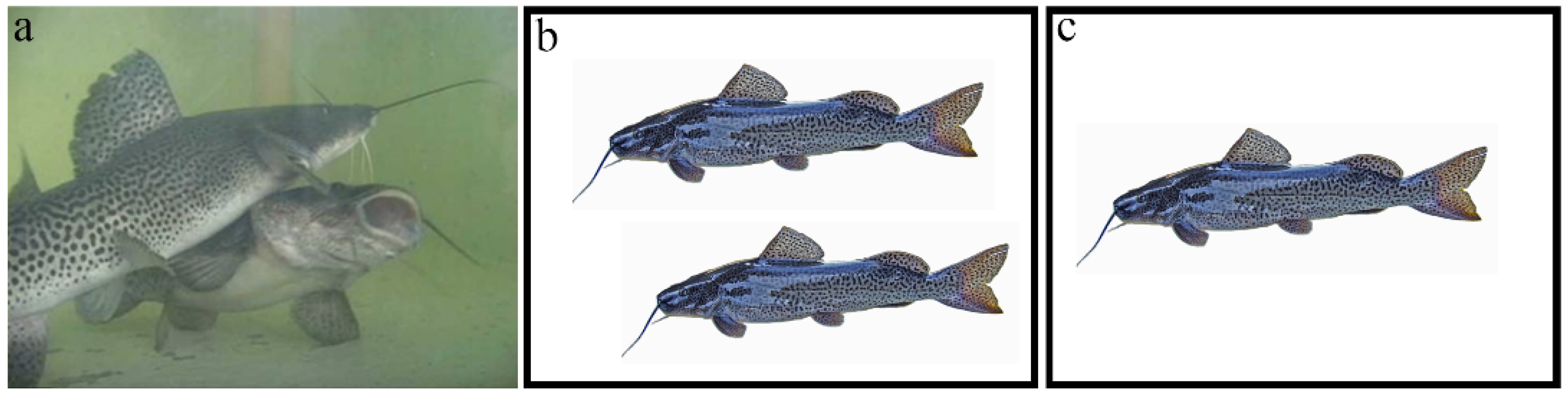 Fishes 09 00235 g001