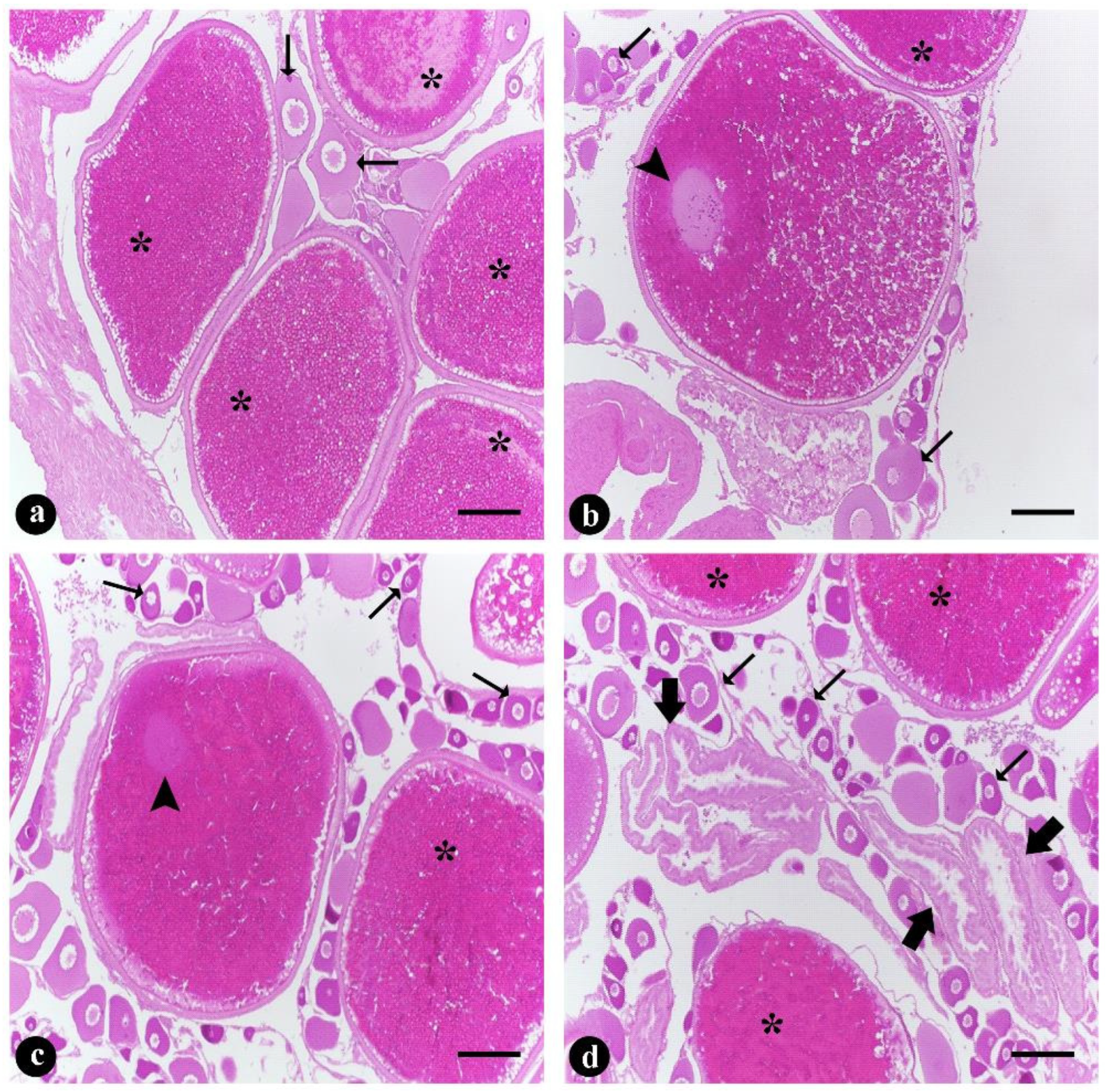 Fishes 09 00235 g004