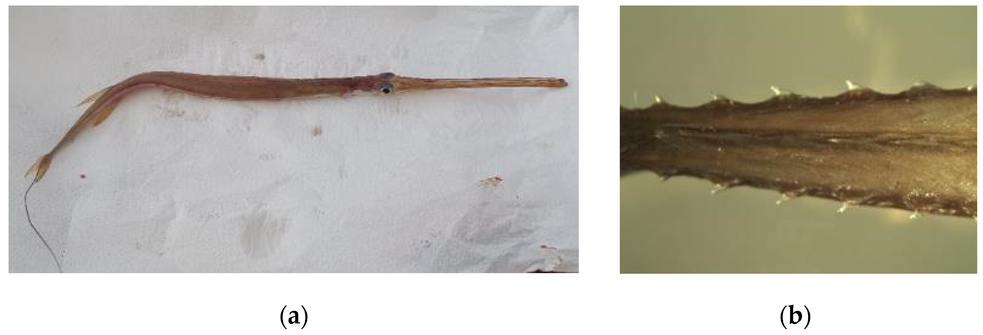 Fishes 09 00237 g004