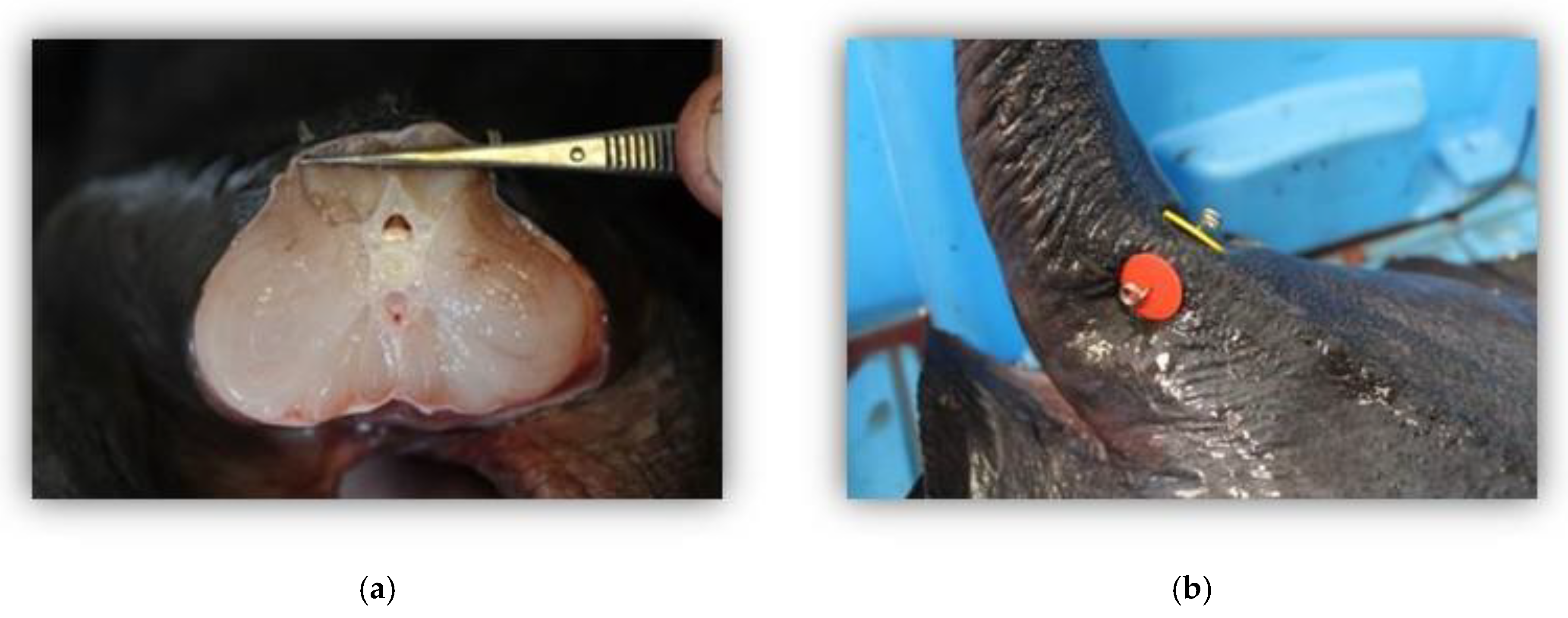 Fishes 09 00238 g001a