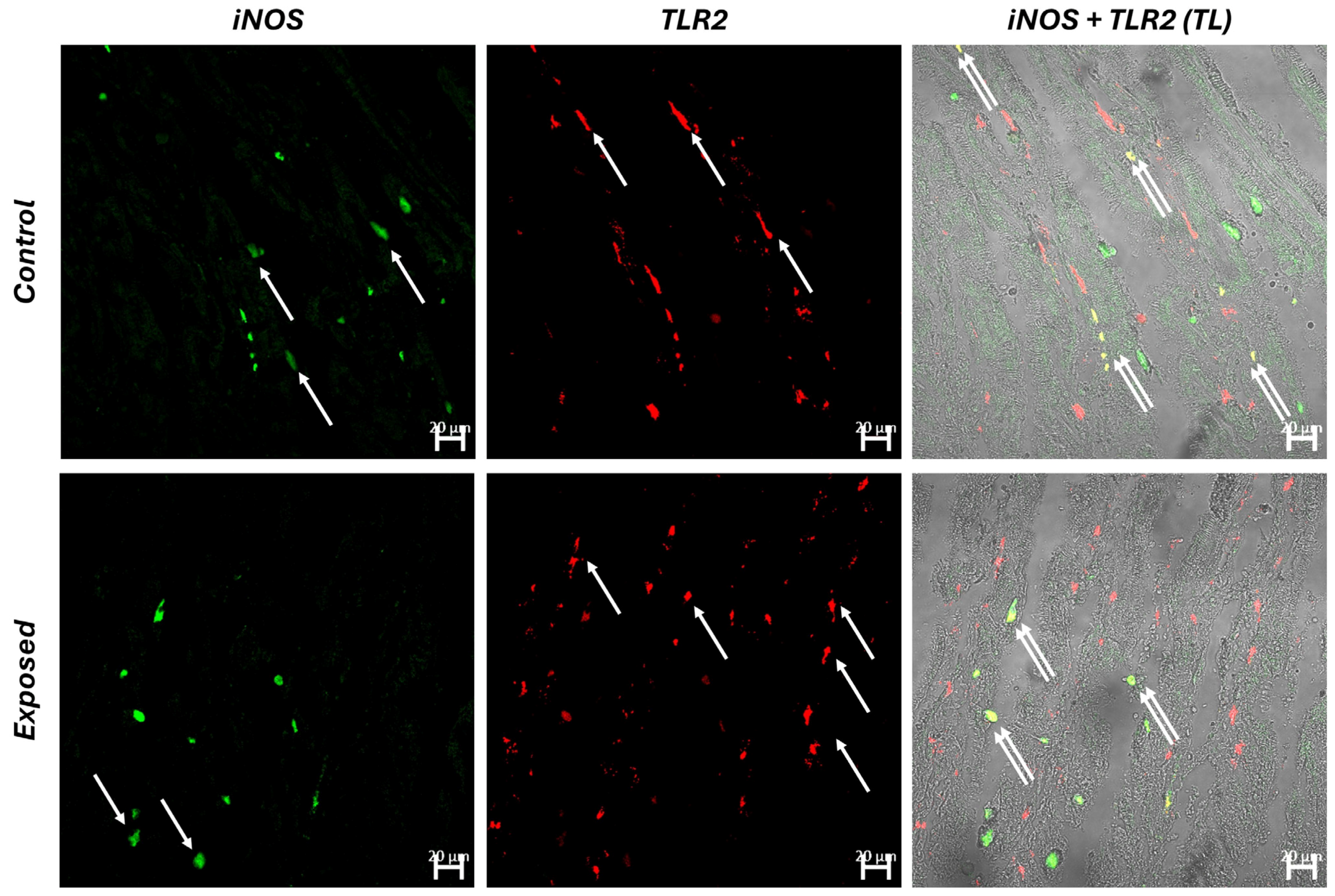 Fishes 09 00241 g004
