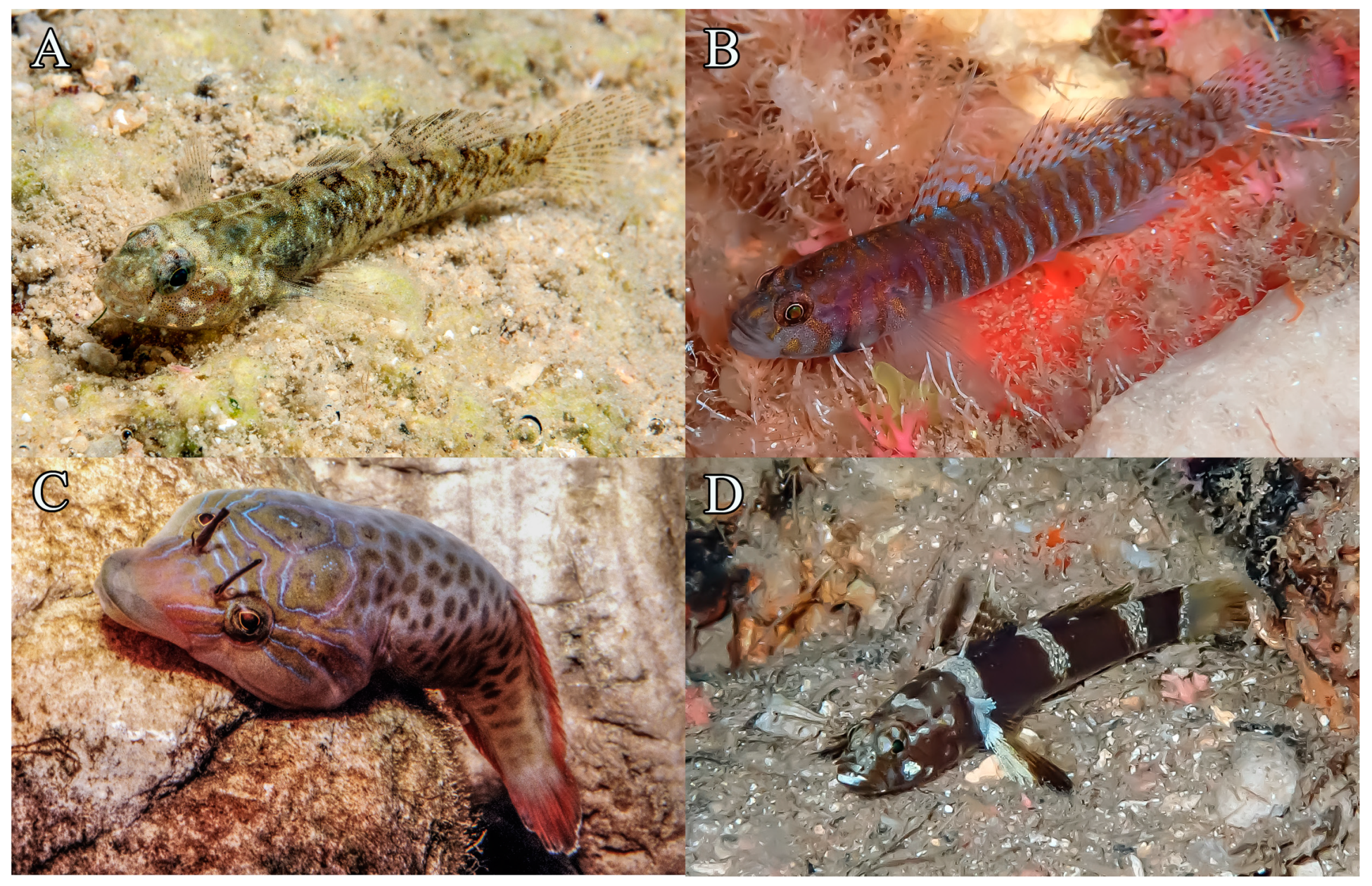 Fishes 09 00243 g013