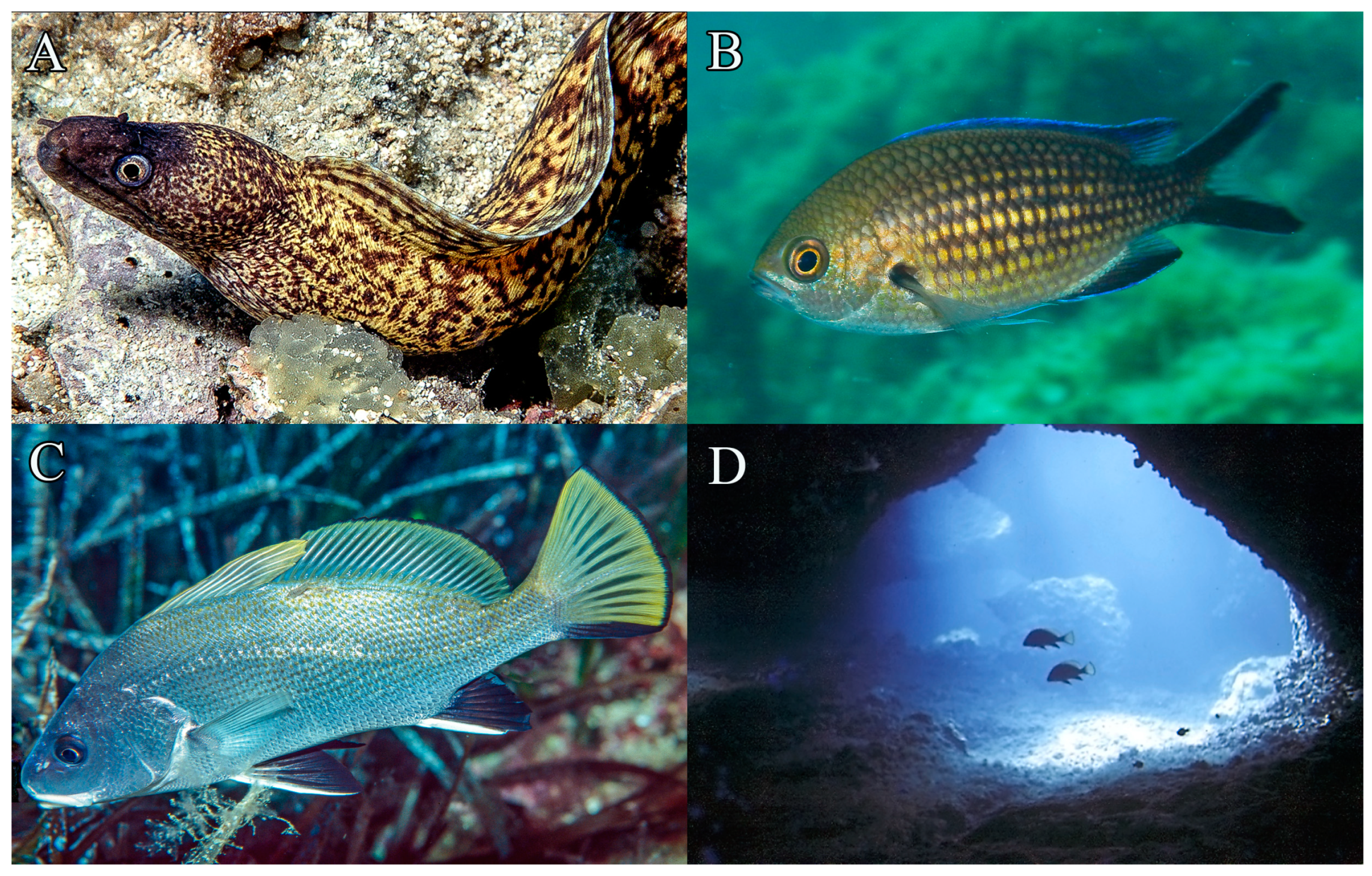 Fishes 09 00243 g017