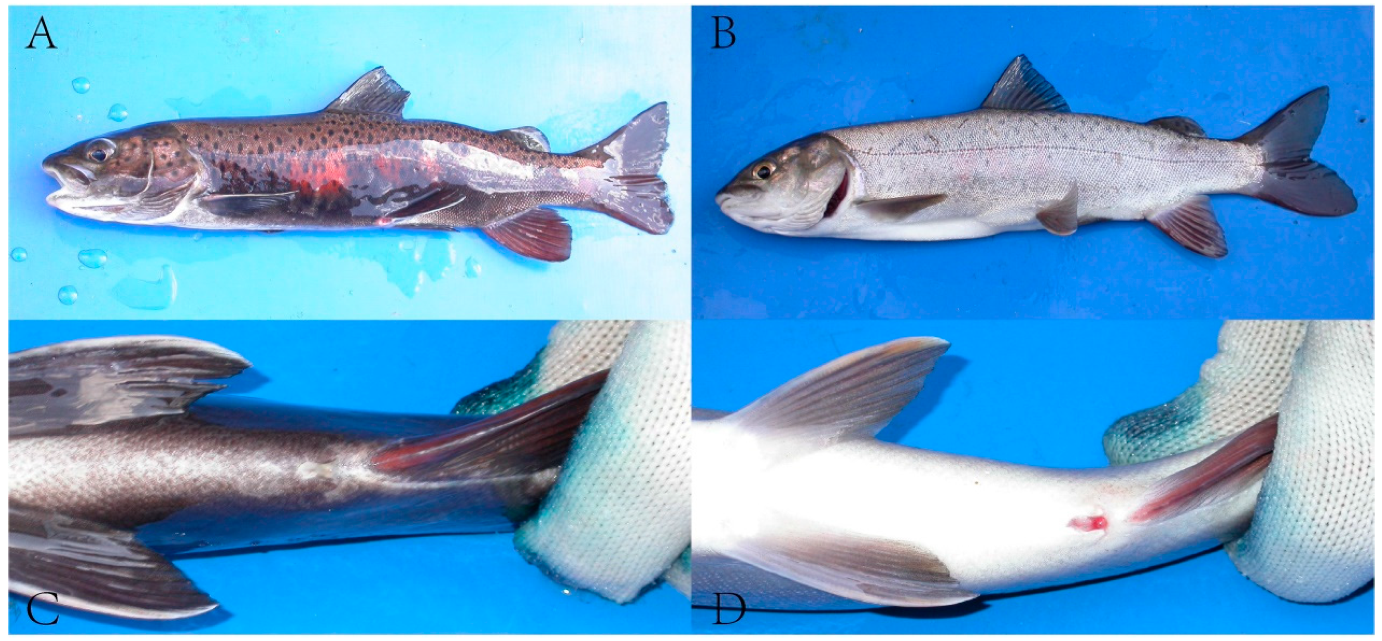 Fishes 09 00269 g001