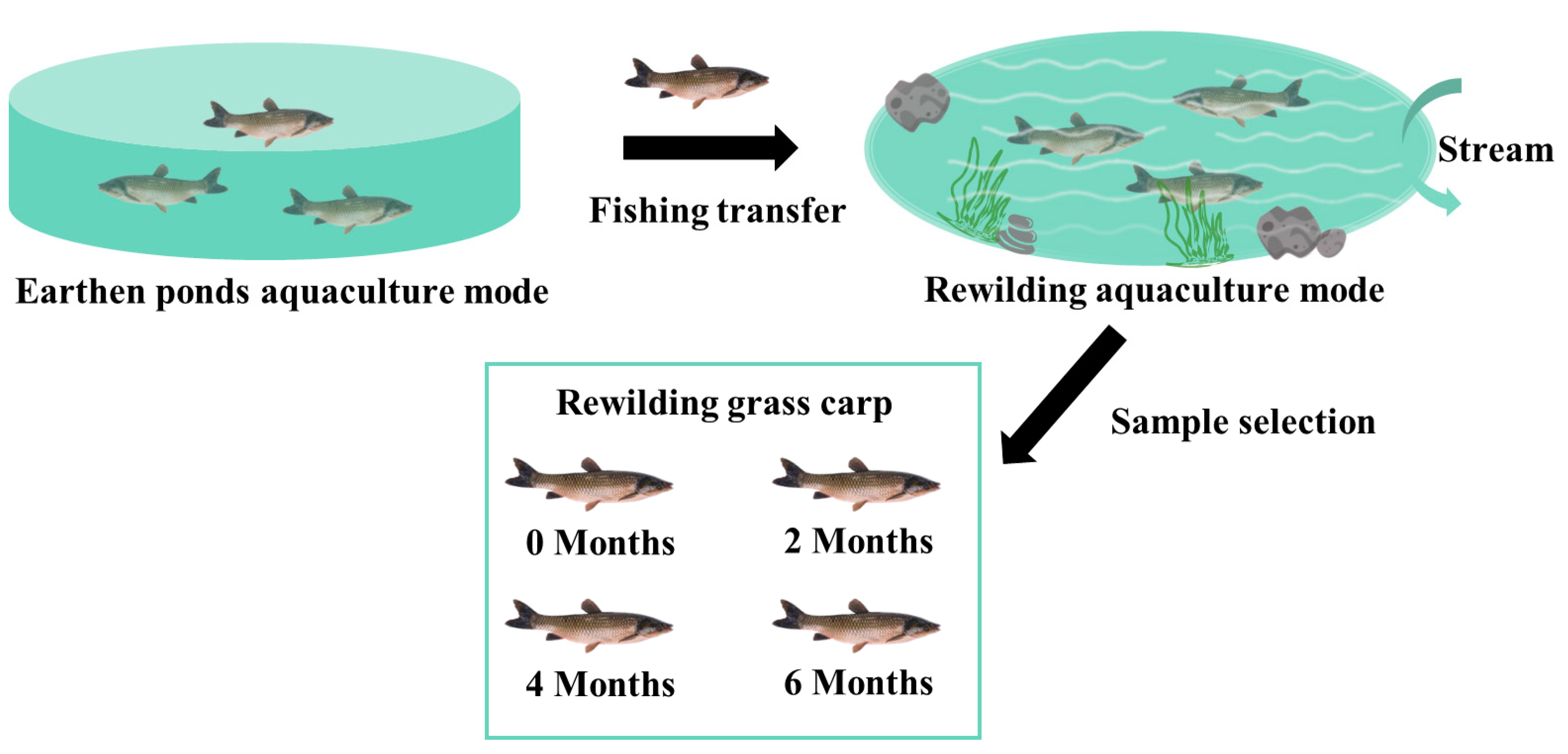 Fishes 09 00275 g001