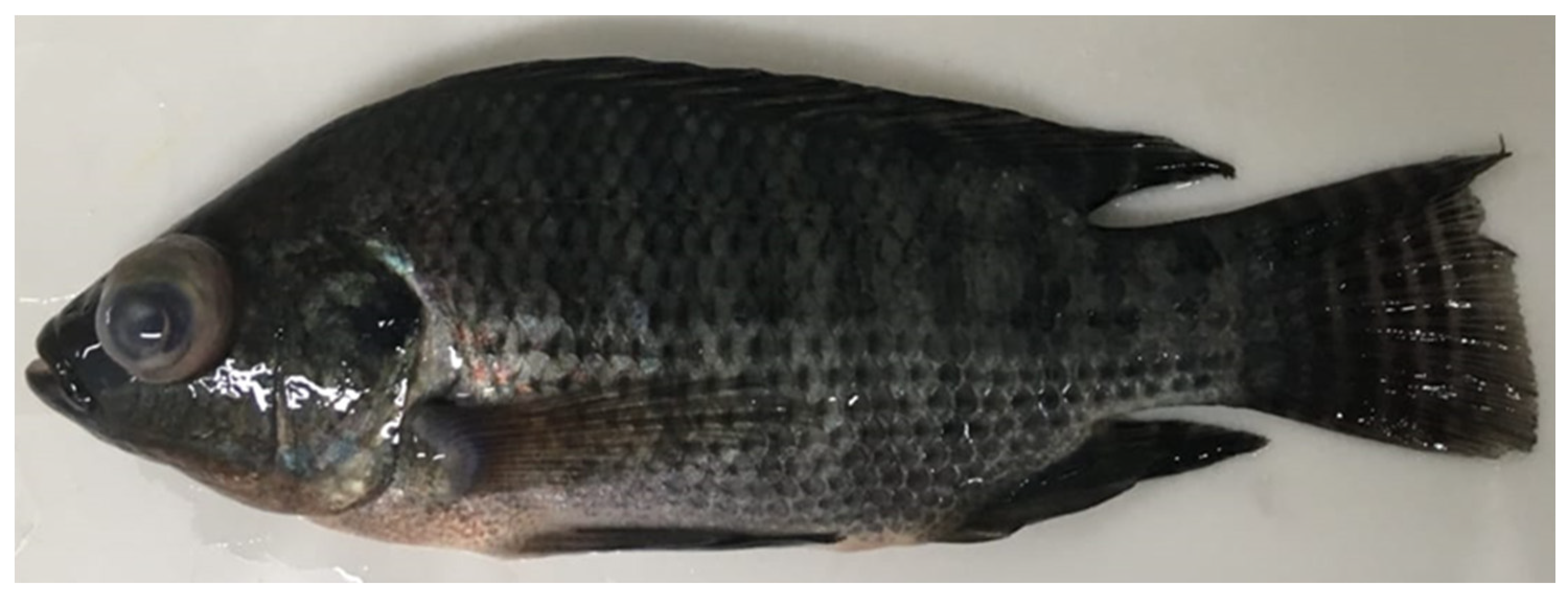 Fishes 09 00279 g001