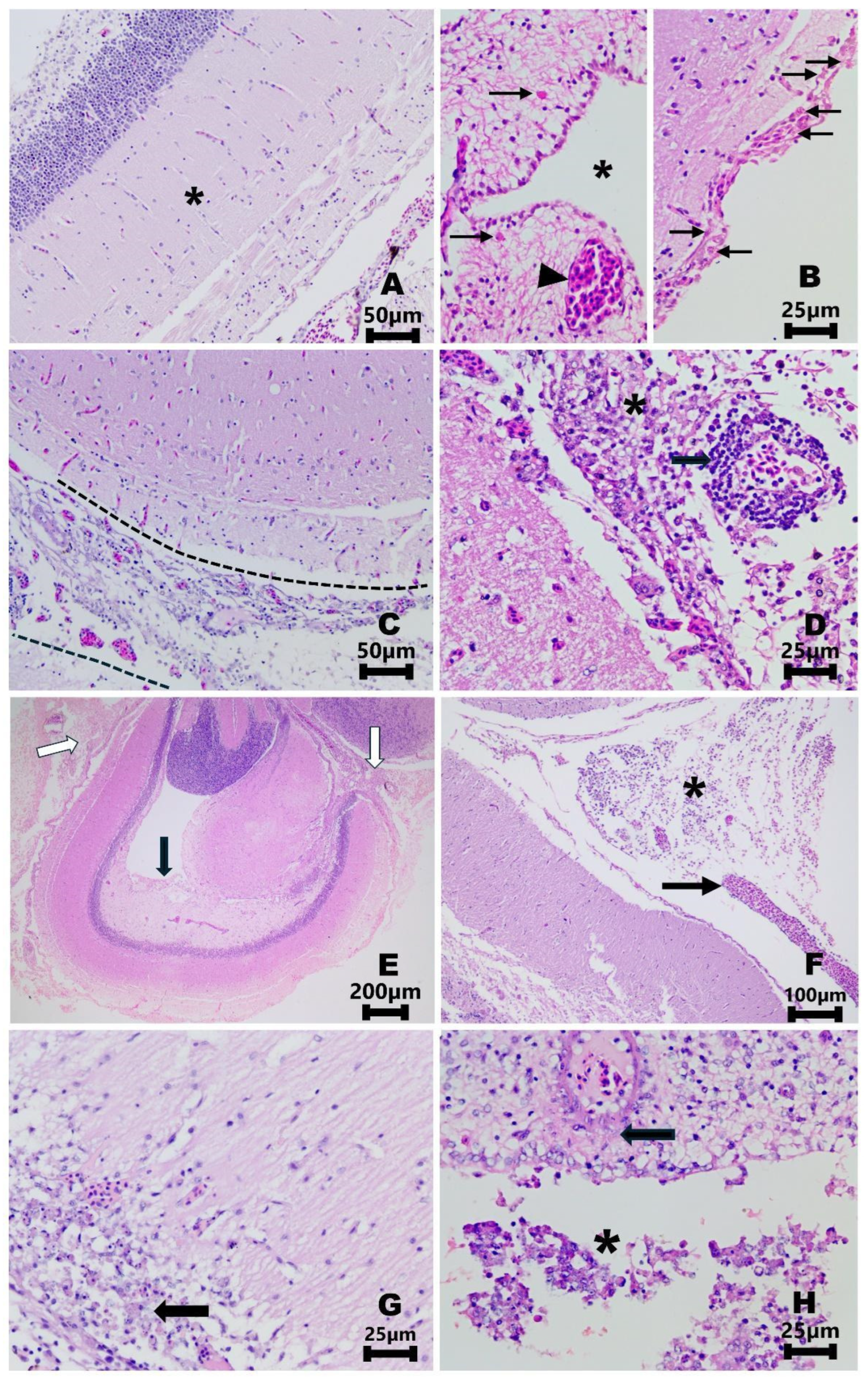 Fishes 09 00279 g004