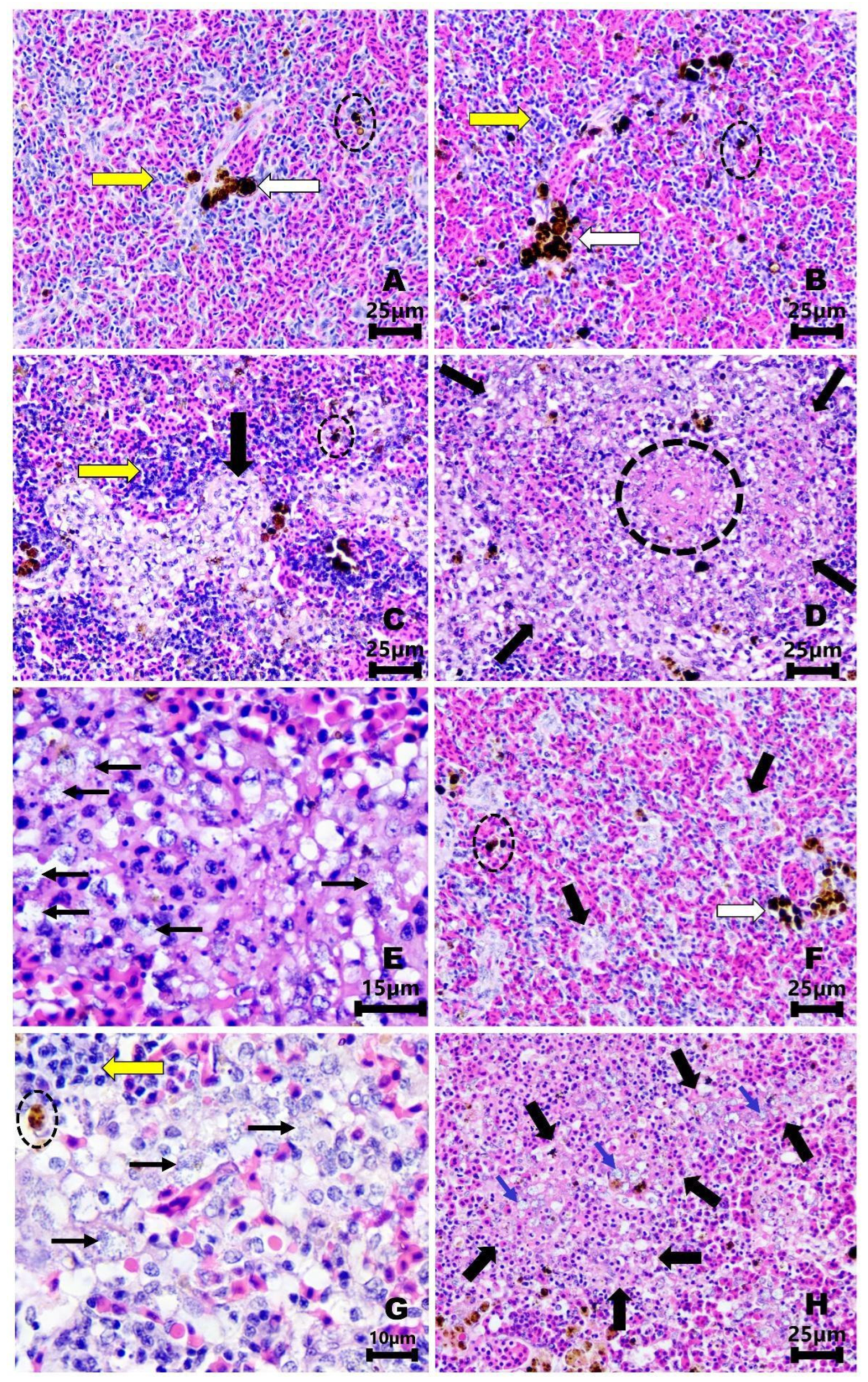 Fishes 09 00279 g006