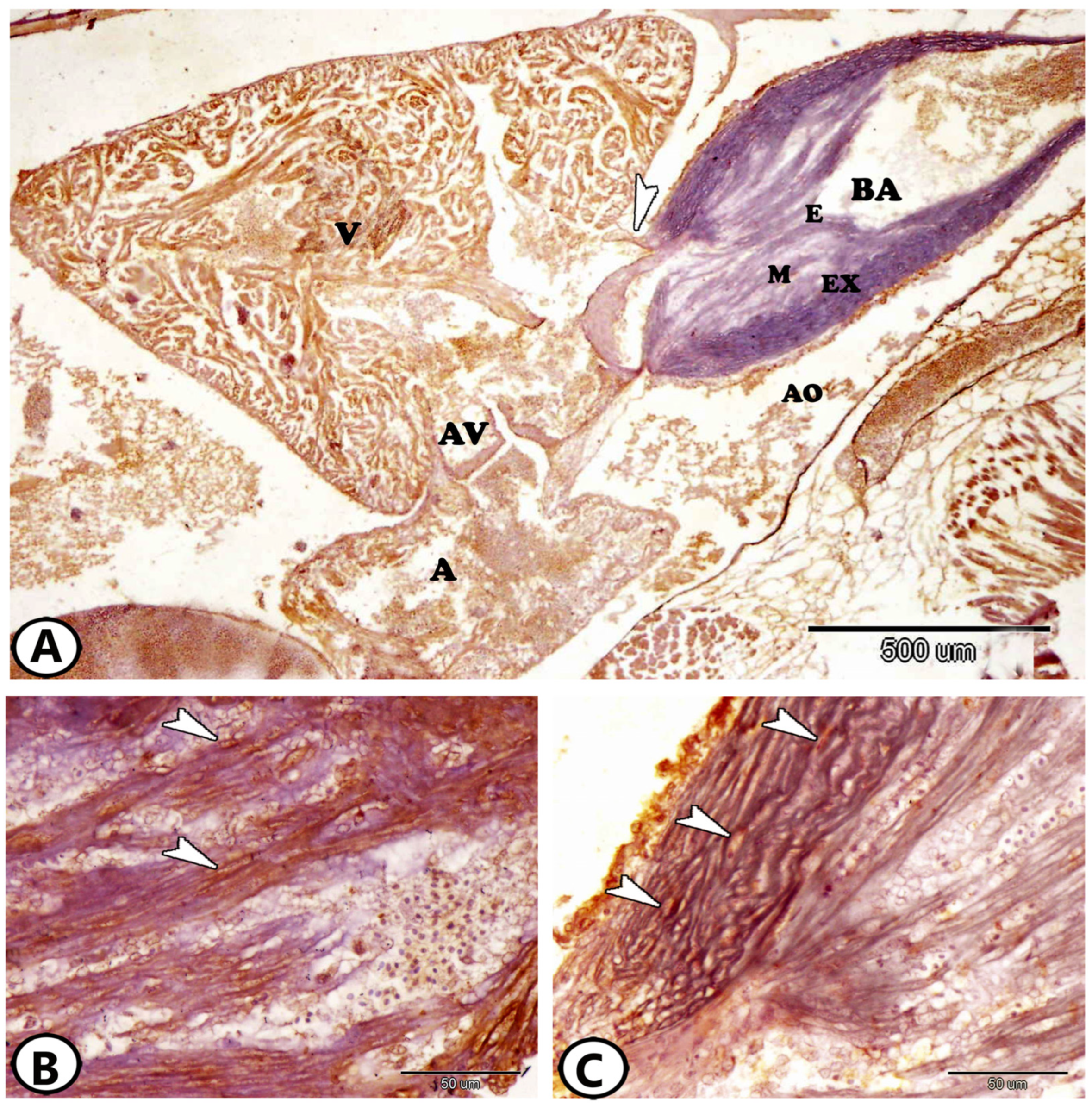 Fishes 09 00283 g001 Fishes 09 00283 g001