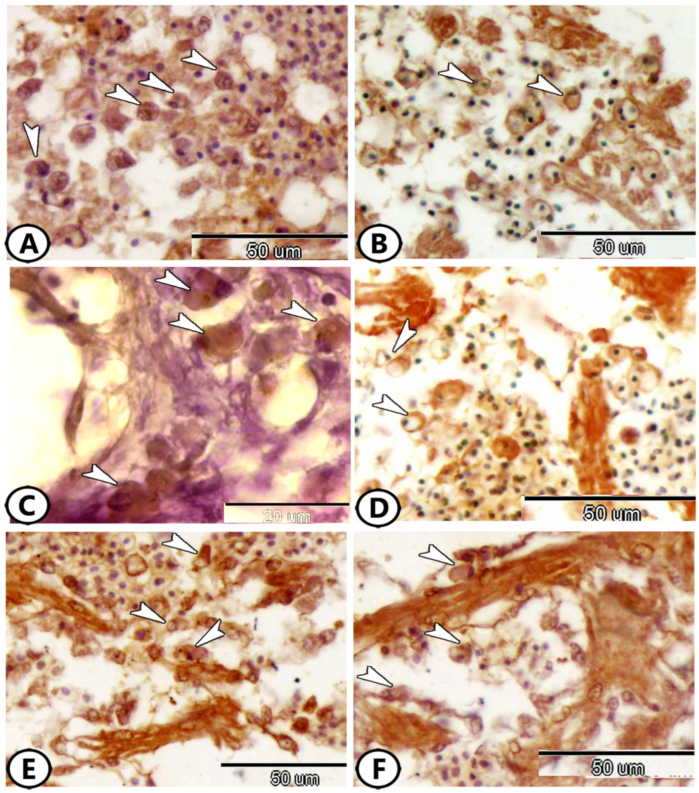 Fishes 09 00283 g004 Fishes 09 00283 g004